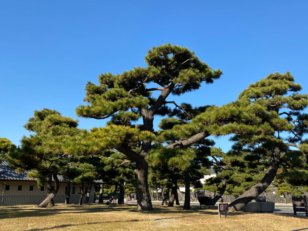 港区　六本木　花屋　ゴトウフローリスト　謹賀新年