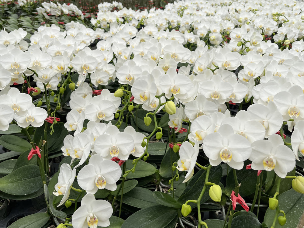 胡蝶蘭の産地を訪ねて