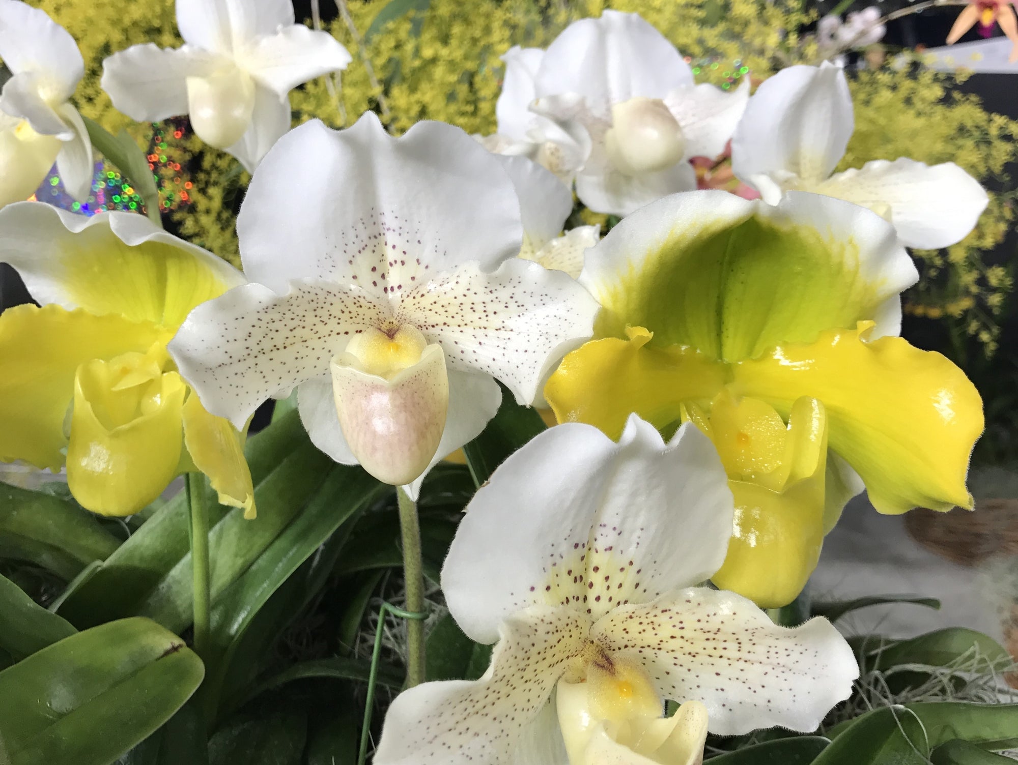 港区　六本木　花屋　ゴトウフローリスト　パフィオベディラム