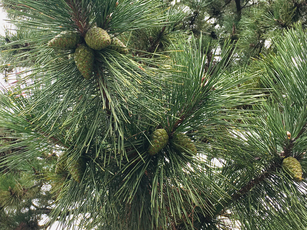 港区　六本木　花屋　ゴトウフローリスト　おくのほそ道