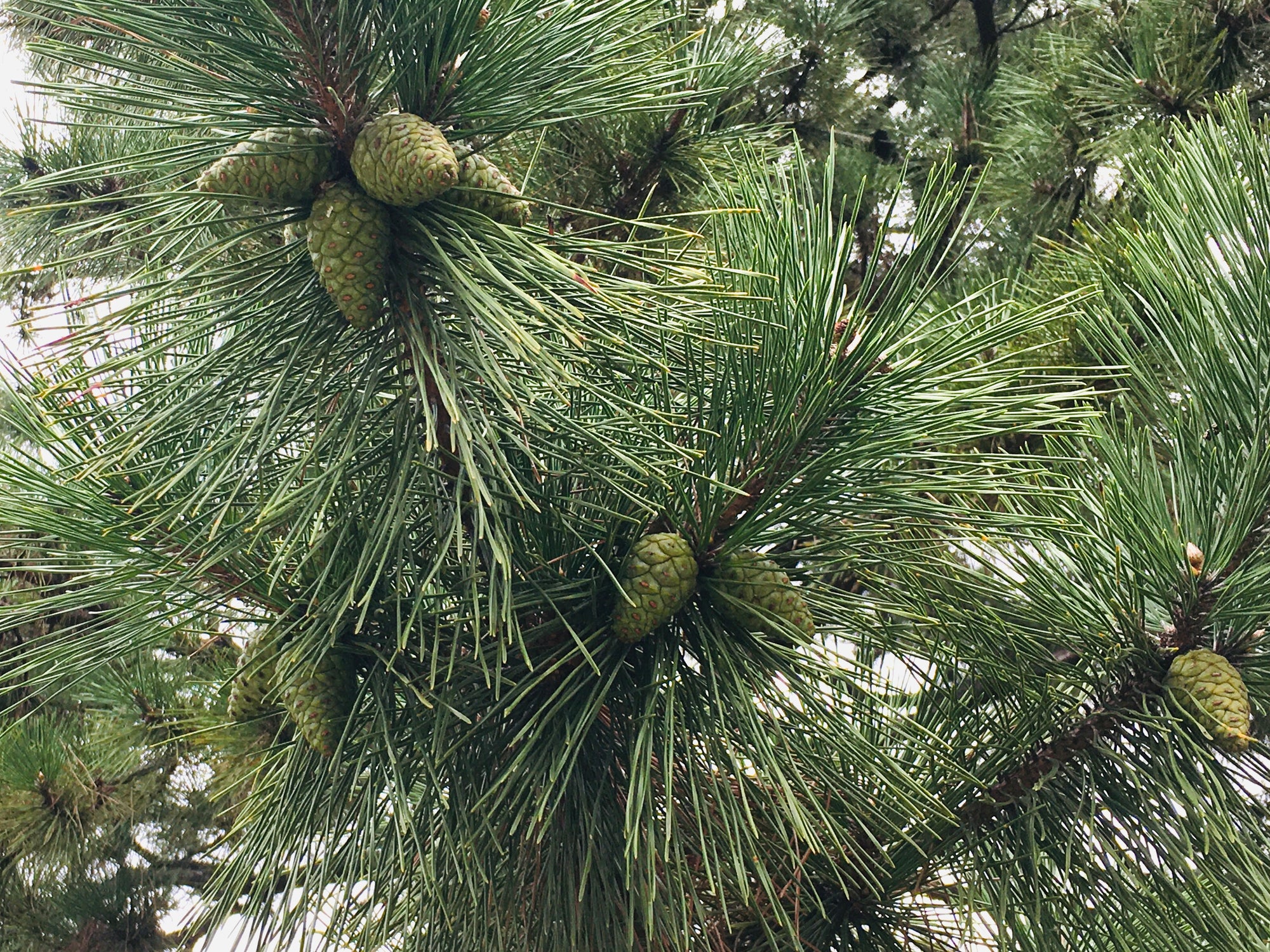 港区　六本木　花屋　ゴトウフローリスト　おくのほそ道