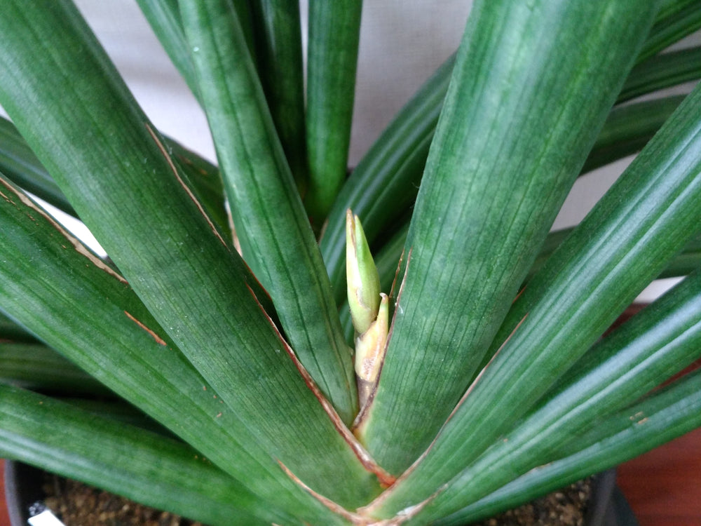 港区　六本木　花屋　ゴトウフローリスト