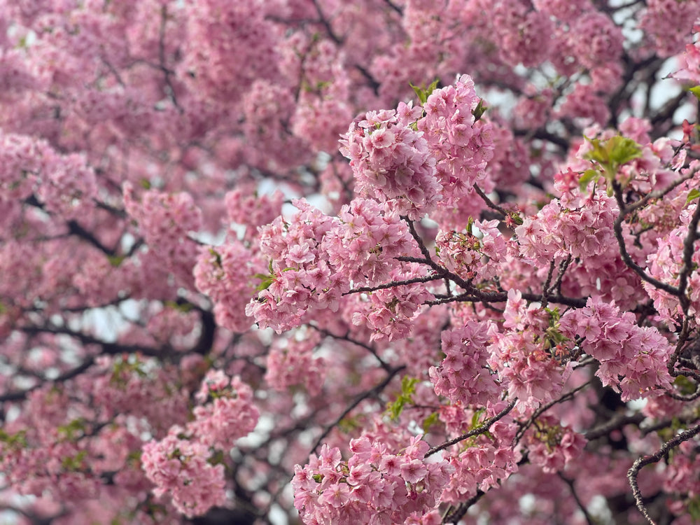 港区　六本木　花屋　ゴトウフローリスト　河津桜
