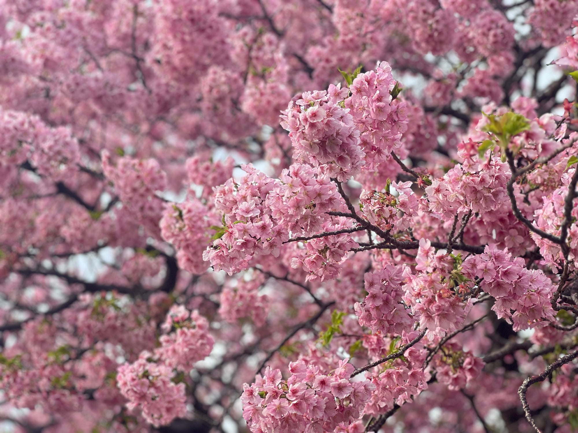 港区　六本木　花屋　ゴトウフローリスト　河津桜