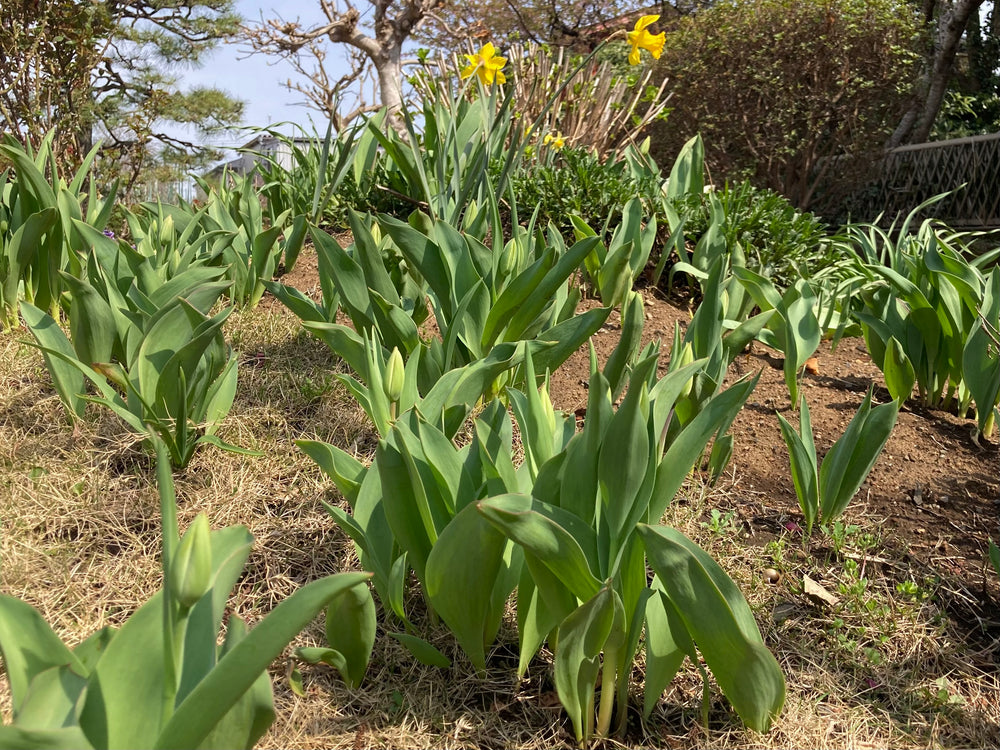港区　六本木　花屋　ゴトウフローリスト　チューリップ