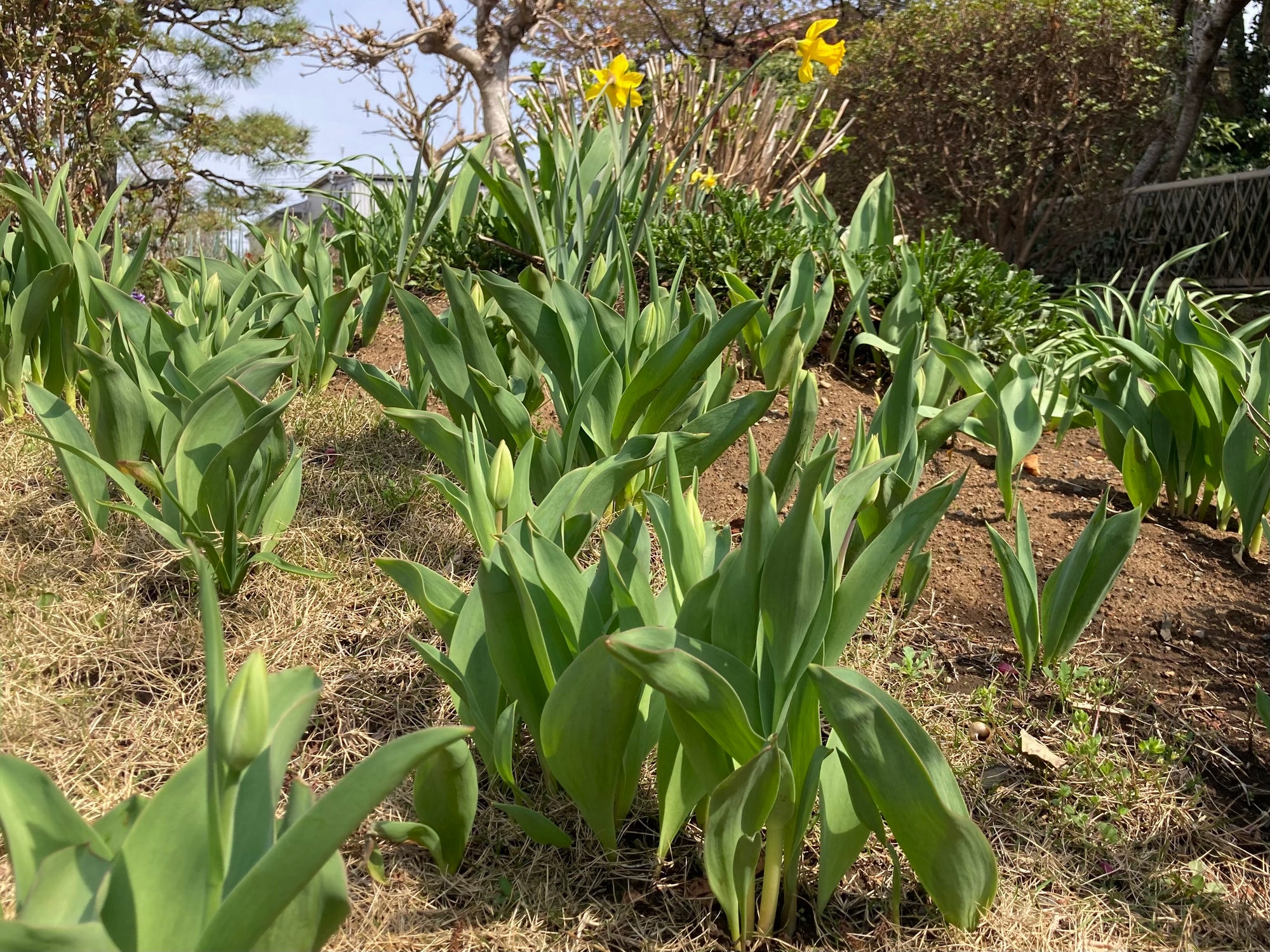 港区　六本木　花屋　ゴトウフローリスト　チューリップ