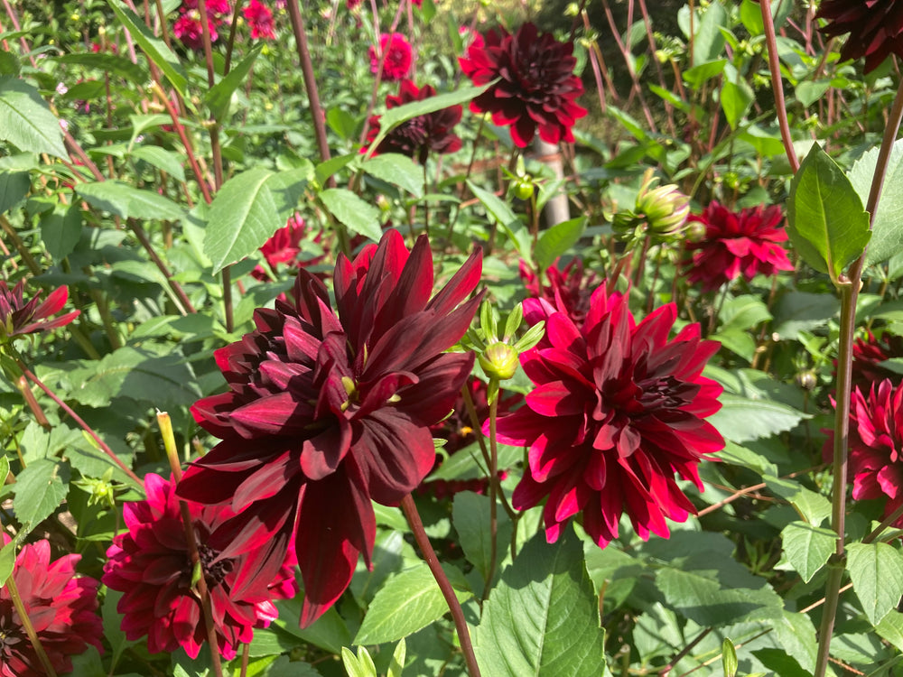 港区　六本木　花屋　ゴトウフローリスト　ダリア