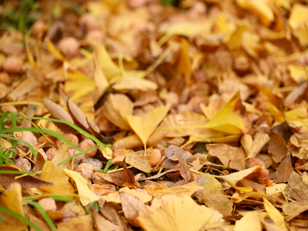 港区　六本木　花屋　ゴトウ花店　イチョウ