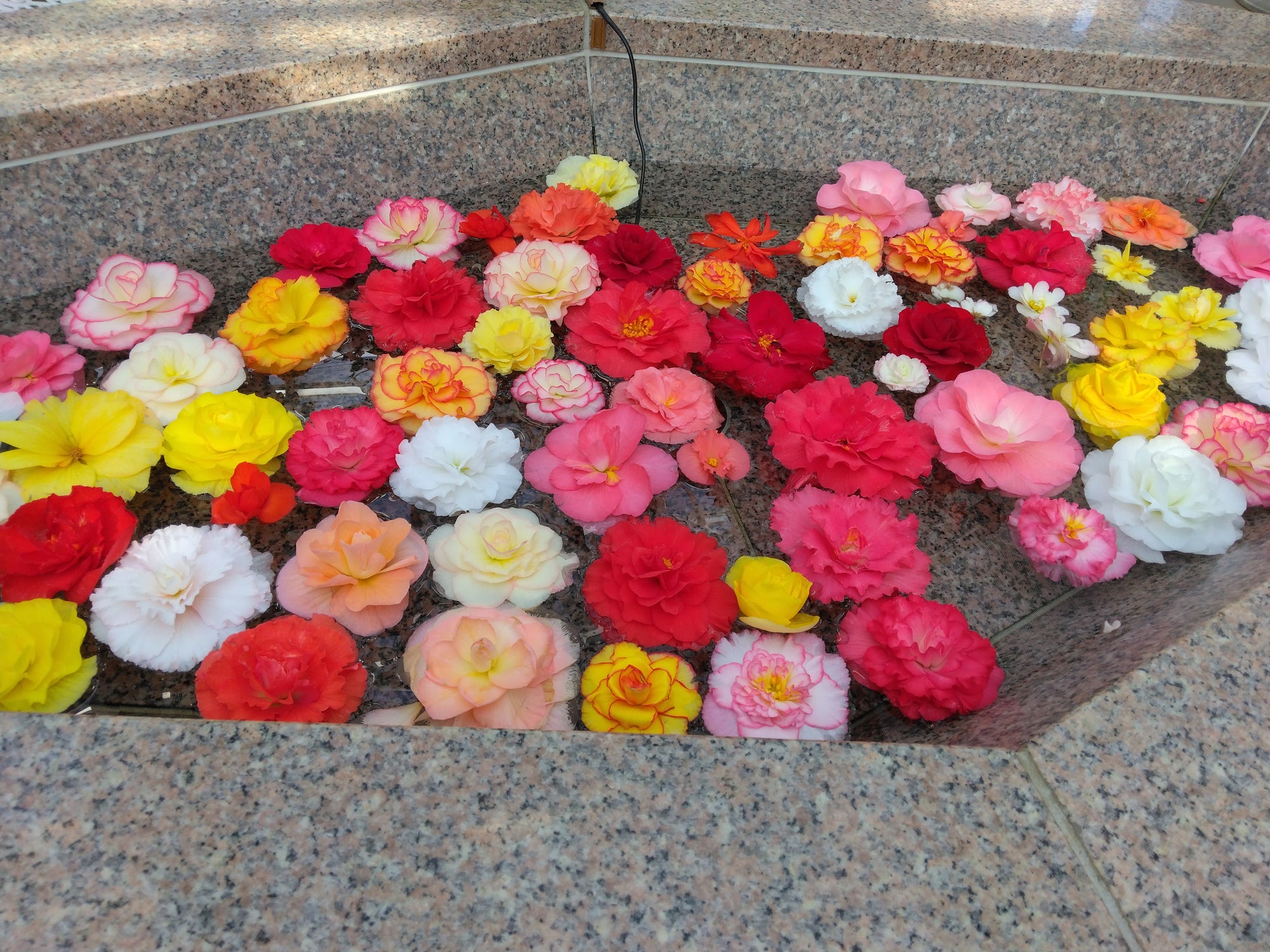 港区　六本木　花屋　ゴトウフローリスト　ベゴニア