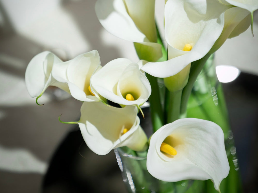 港区　六本木　花屋　ゴトウフローリスト　カラー