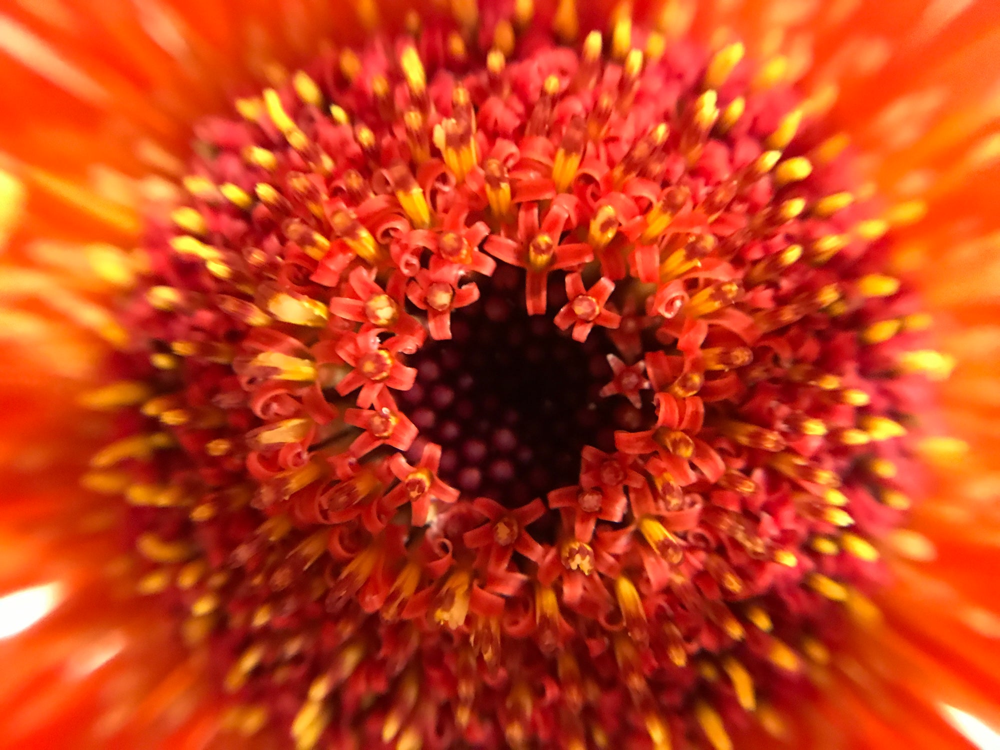 港区　六本木　花屋　ゴトウフローリスト　自然の秘密　ガーベラ