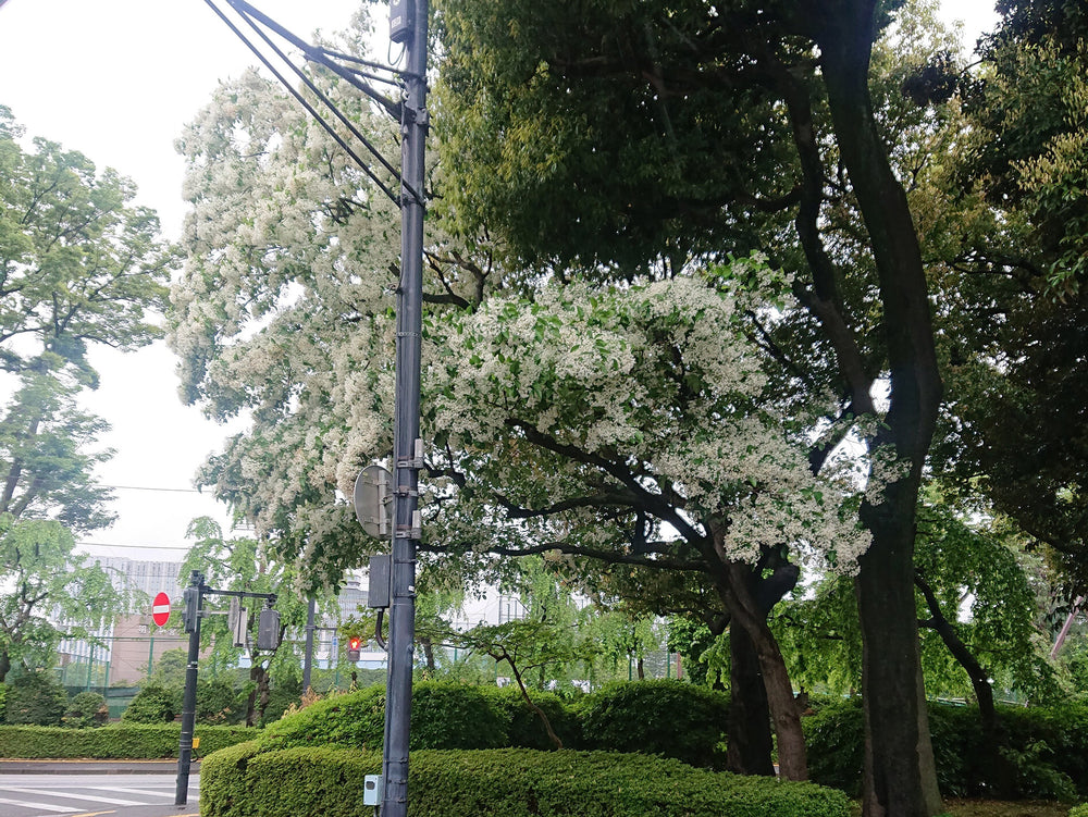 なんじゃもんじゃの木　神宮外苑　ゴトウフローリスト