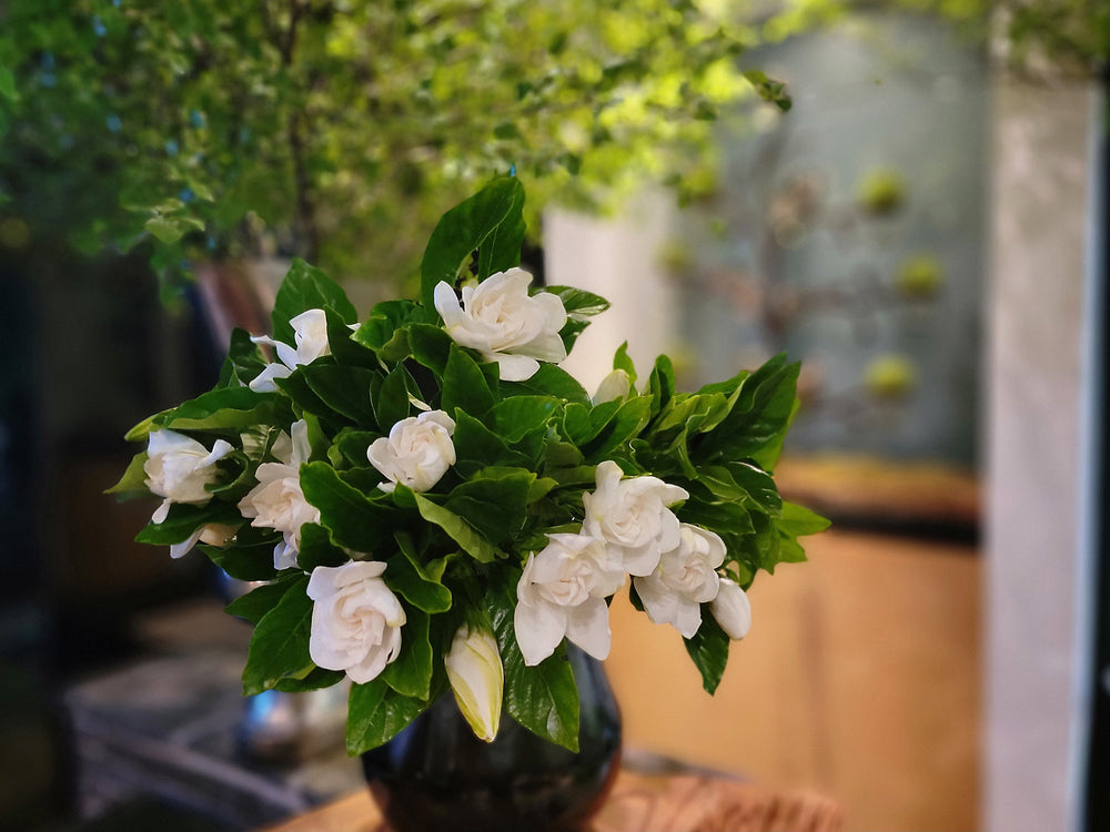 思い出の「クチナシ」