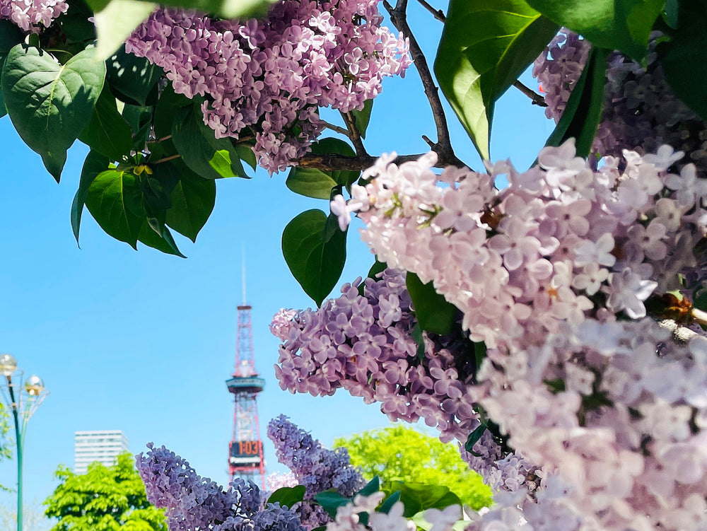 ライラック　ゴトウフローリスト　港区