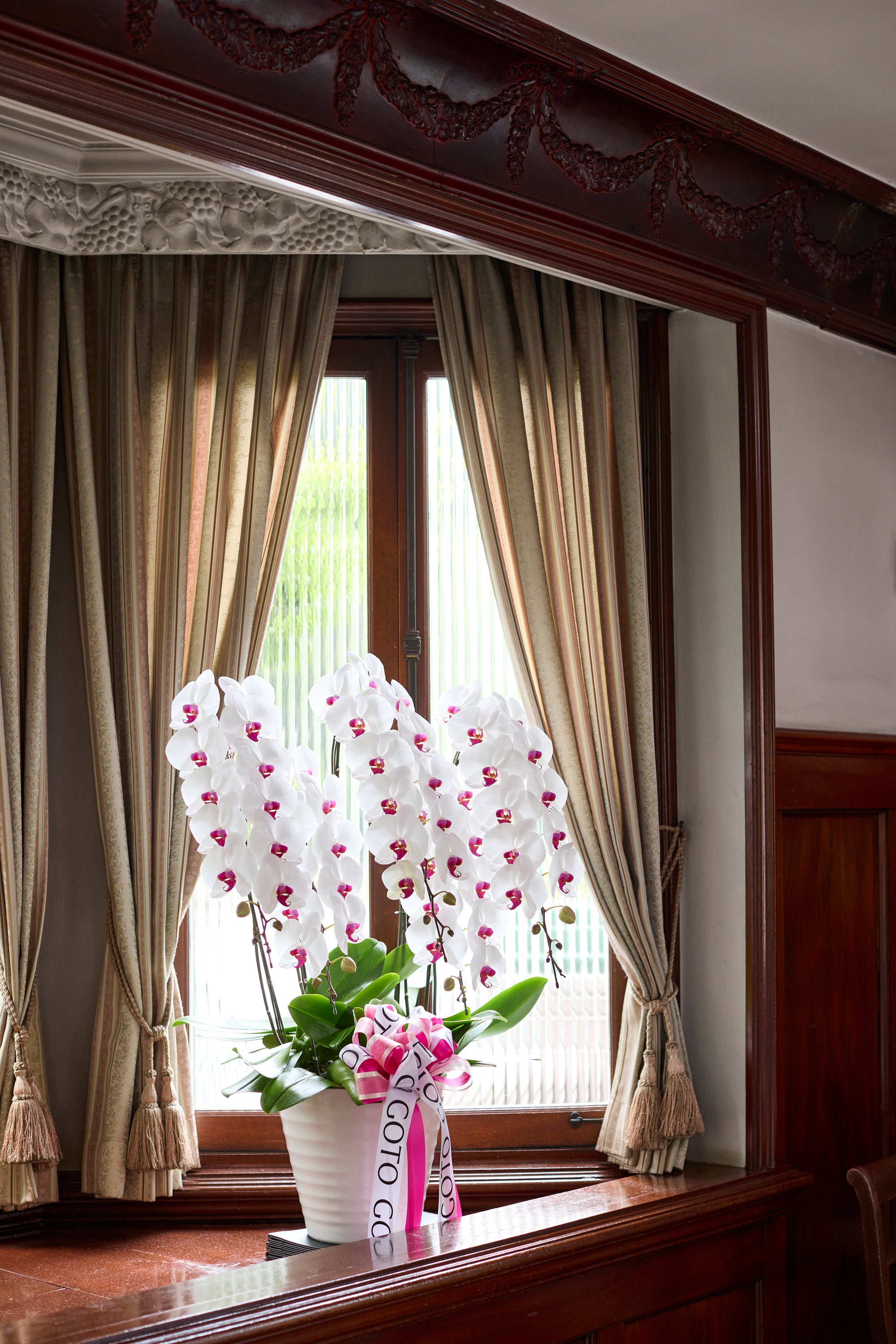 胡蝶蘭赤リップ5本立丨Elegance of Purity《エレガンスオブピュアリティ》