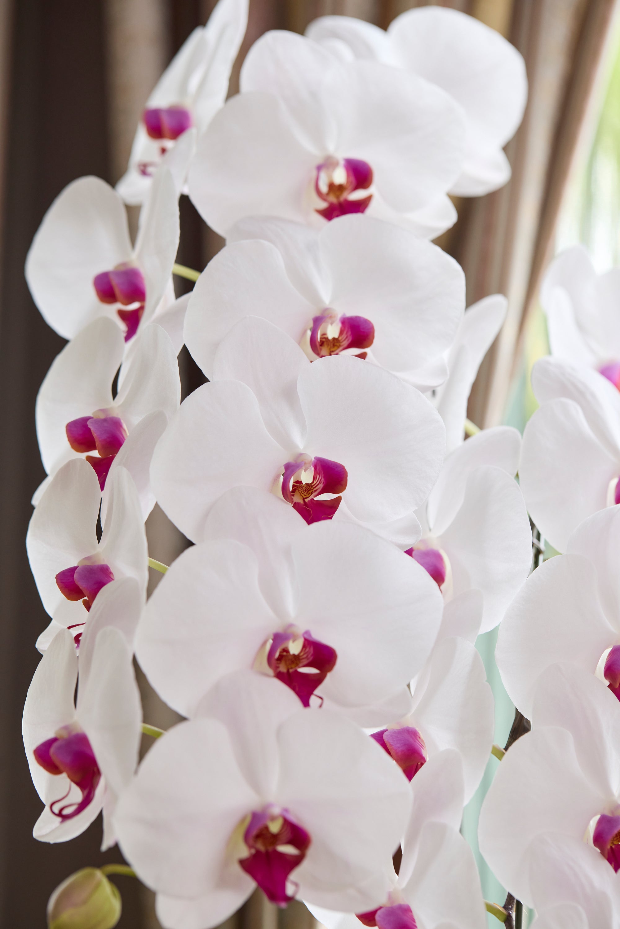 胡蝶蘭赤リップ5本立丨Elegance of Purity《エレガンスオブピュアリティ》