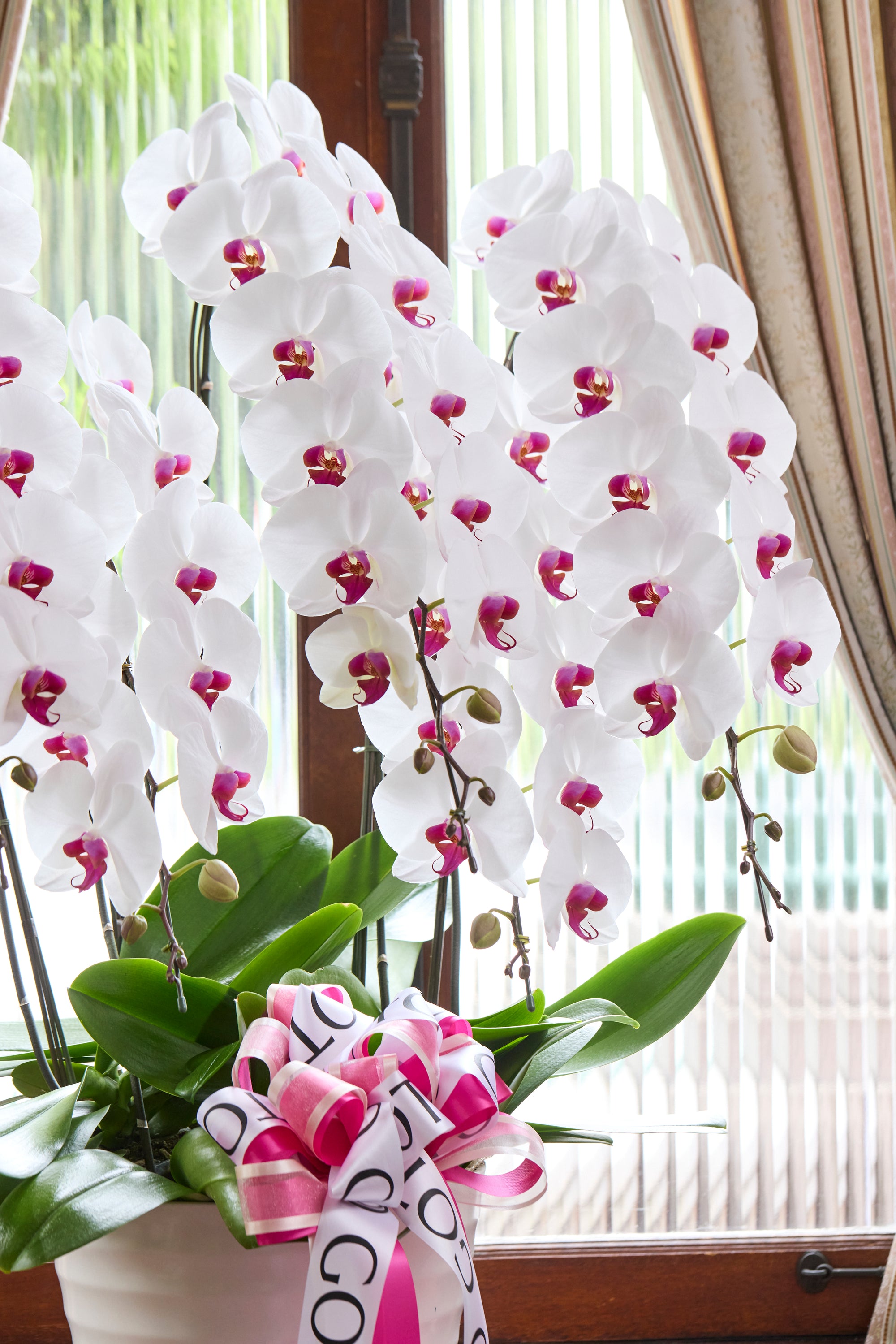 胡蝶蘭赤リップ5本立丨Elegance of Purity《エレガンスオブピュアリティ》