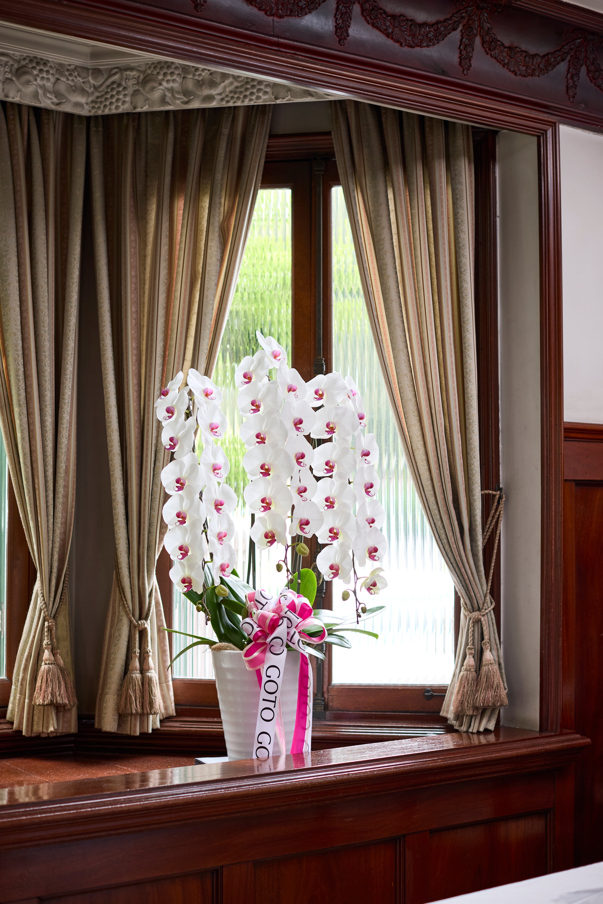 胡蝶蘭赤リップ3本立丨Pure Majesty《ピュアマジェスティ》