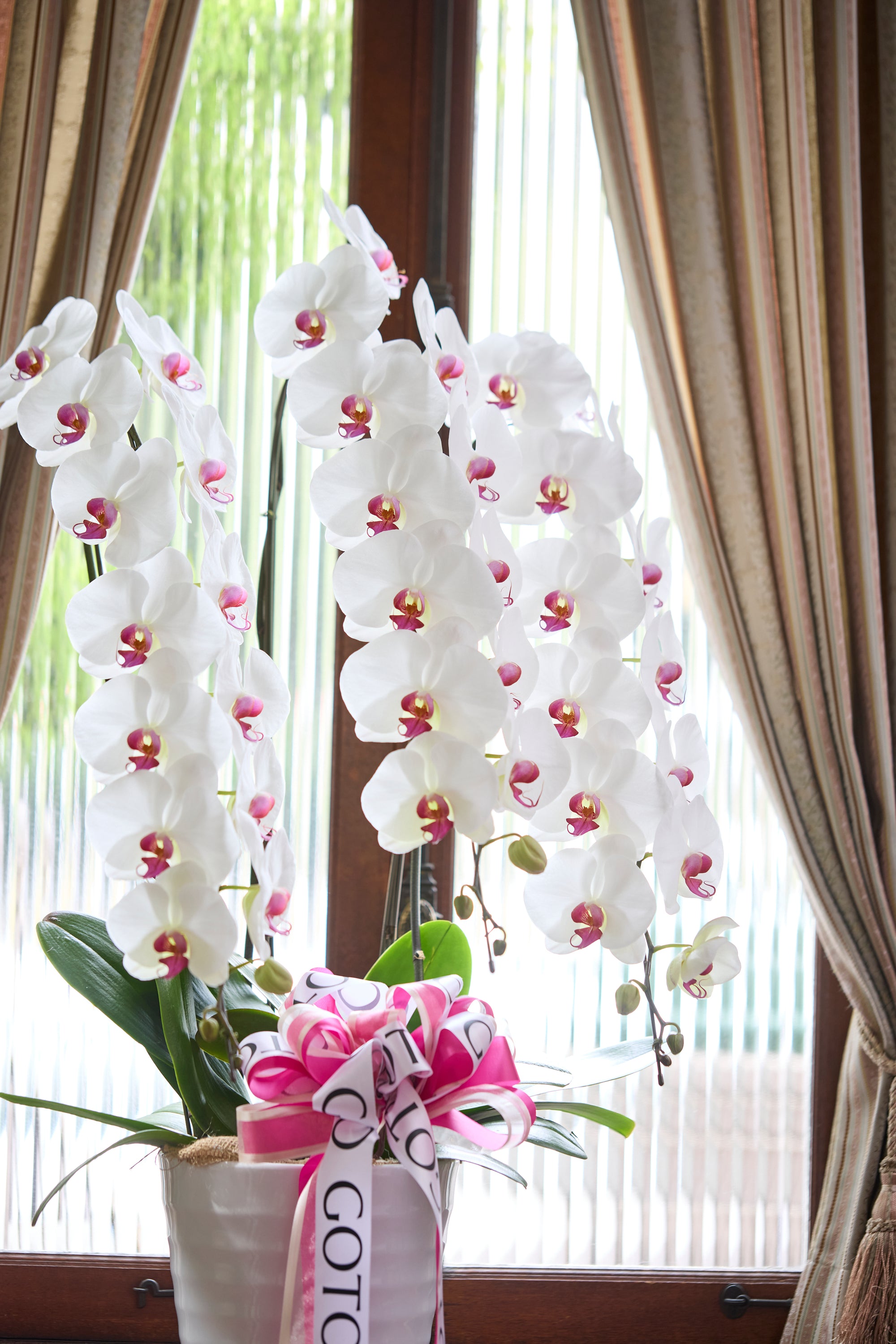 胡蝶蘭赤リップ3本立丨Pure Majesty《ピュアマジェスティ》