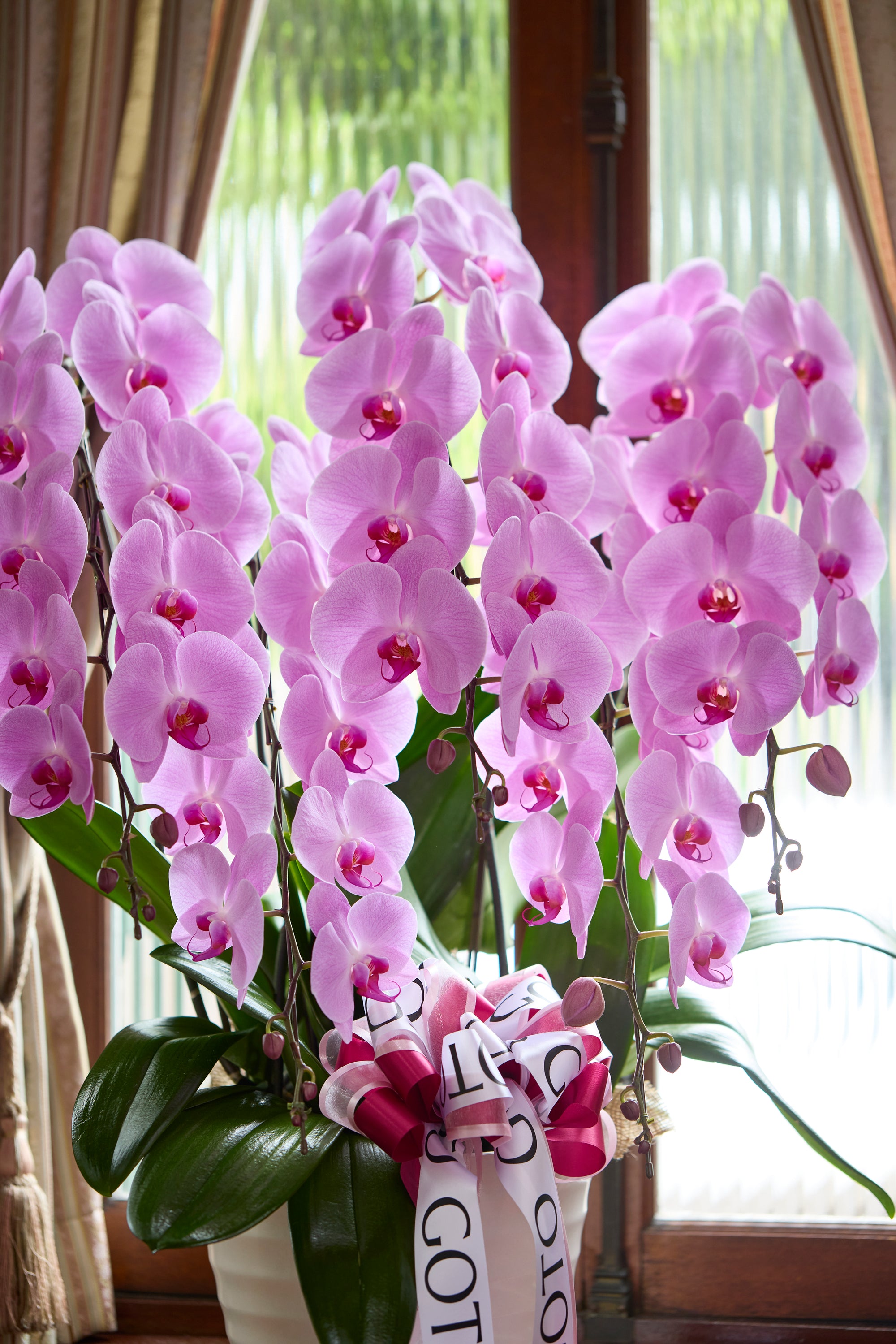 胡蝶蘭ピンク5本立丨Orchid Grace《オーキッドグレース》