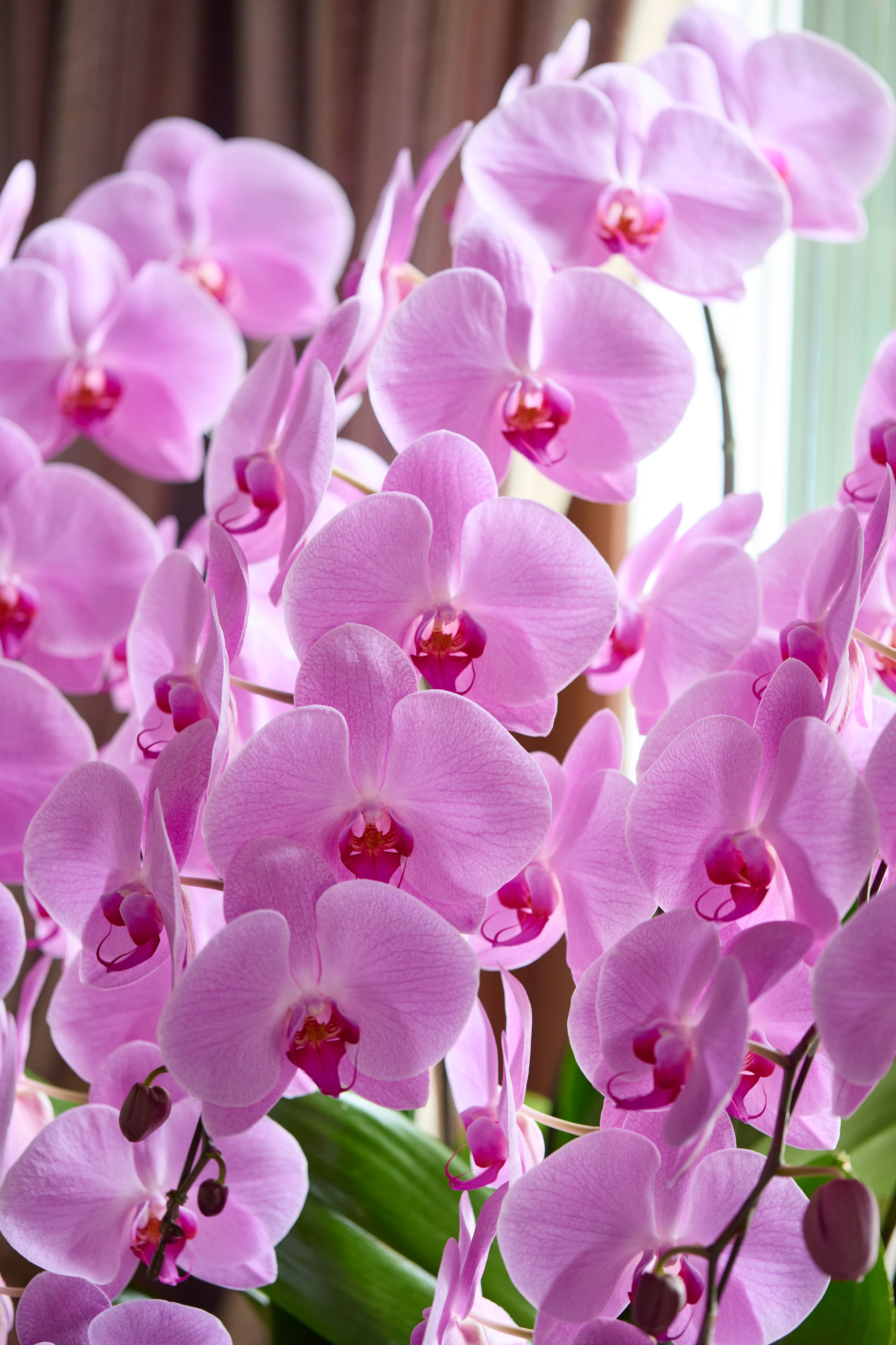 胡蝶蘭ピンク5本立丨Orchid Grace《オーキッドグレース》