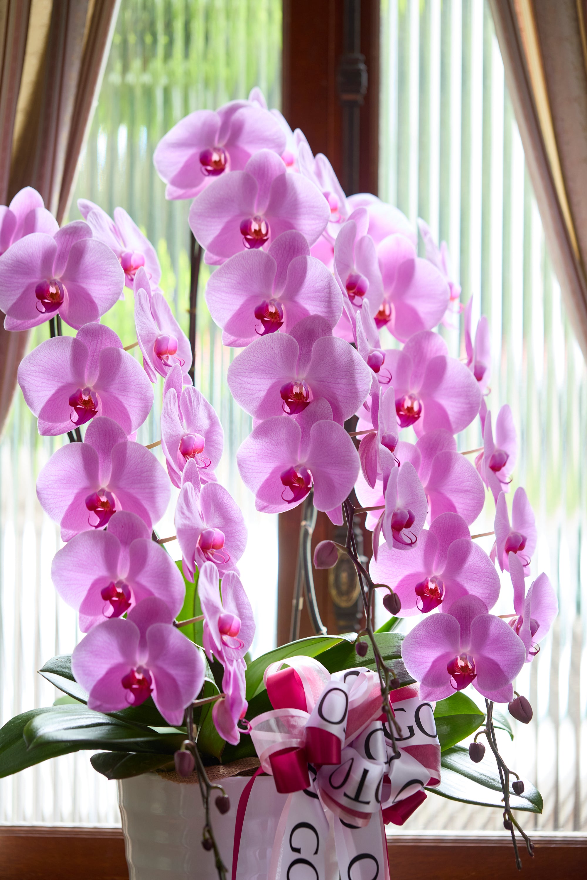 胡蝶蘭ピンク3本立丨Blushing Elegance《ブラッシングエレガンス》