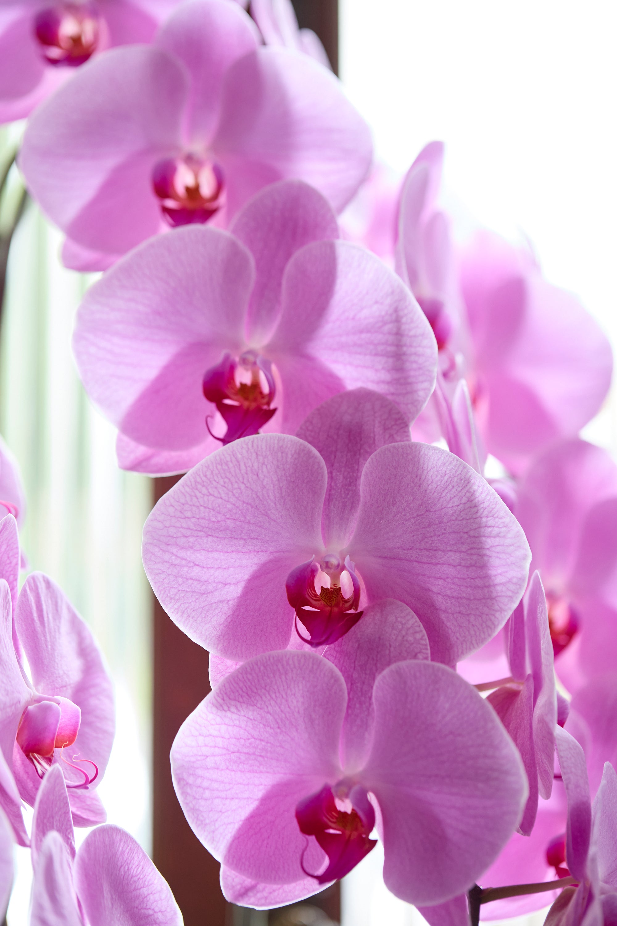 胡蝶蘭ピンク3本立丨Blushing Elegance《ブラッシングエレガンス》