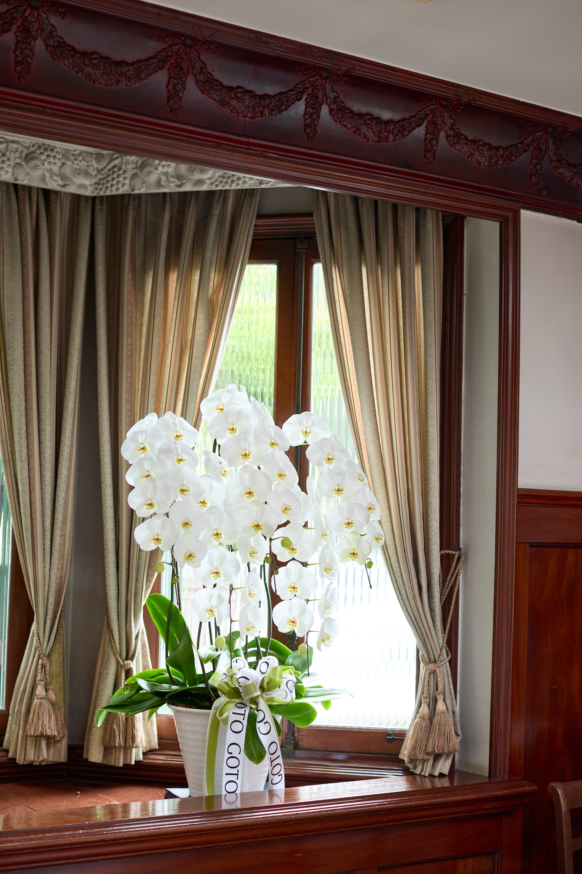 胡蝶蘭ホワイト5本立丨Timeless White《タイムレスホワイト》