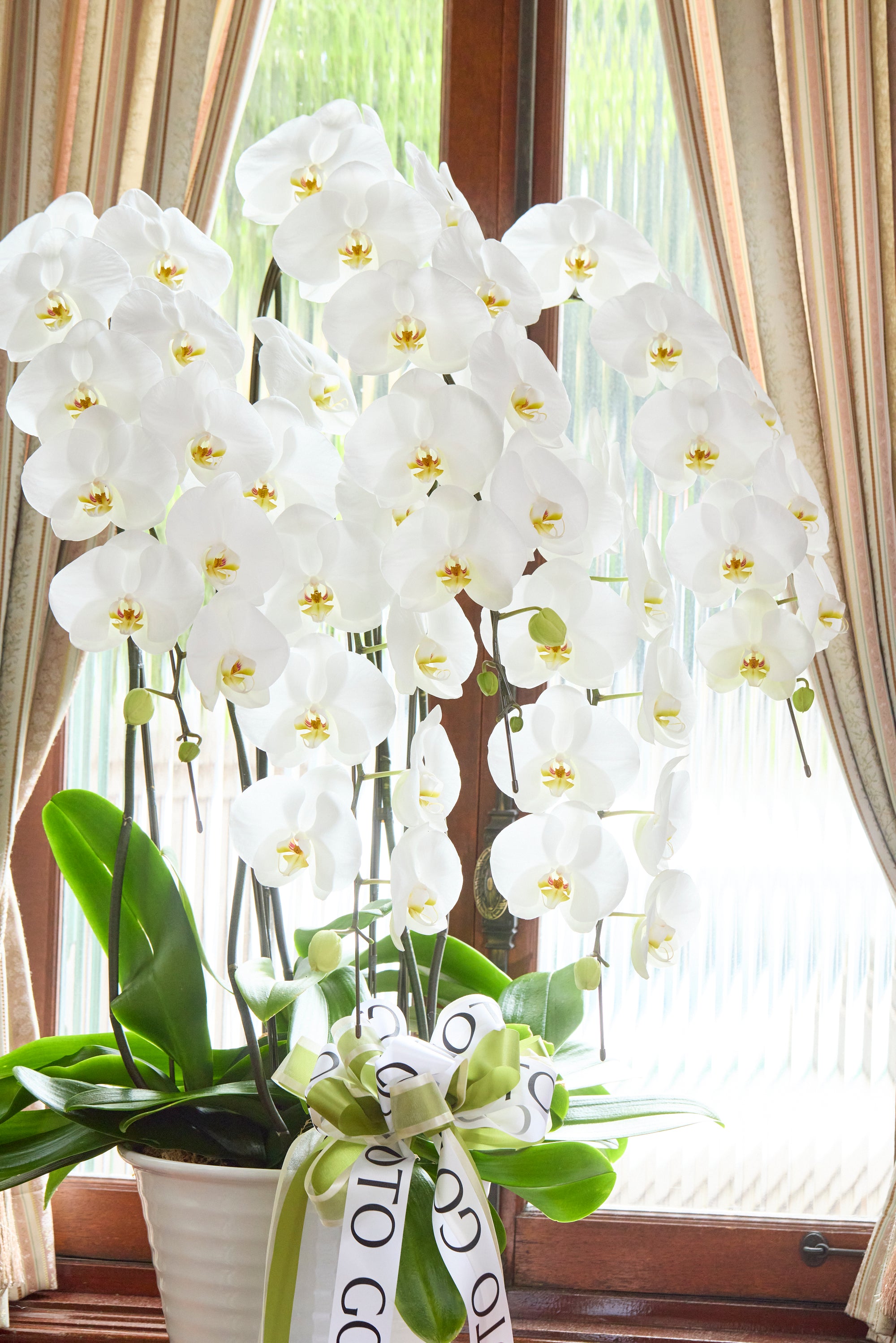 胡蝶蘭ホワイト5本立丨Timeless White《タイムレスホワイト》