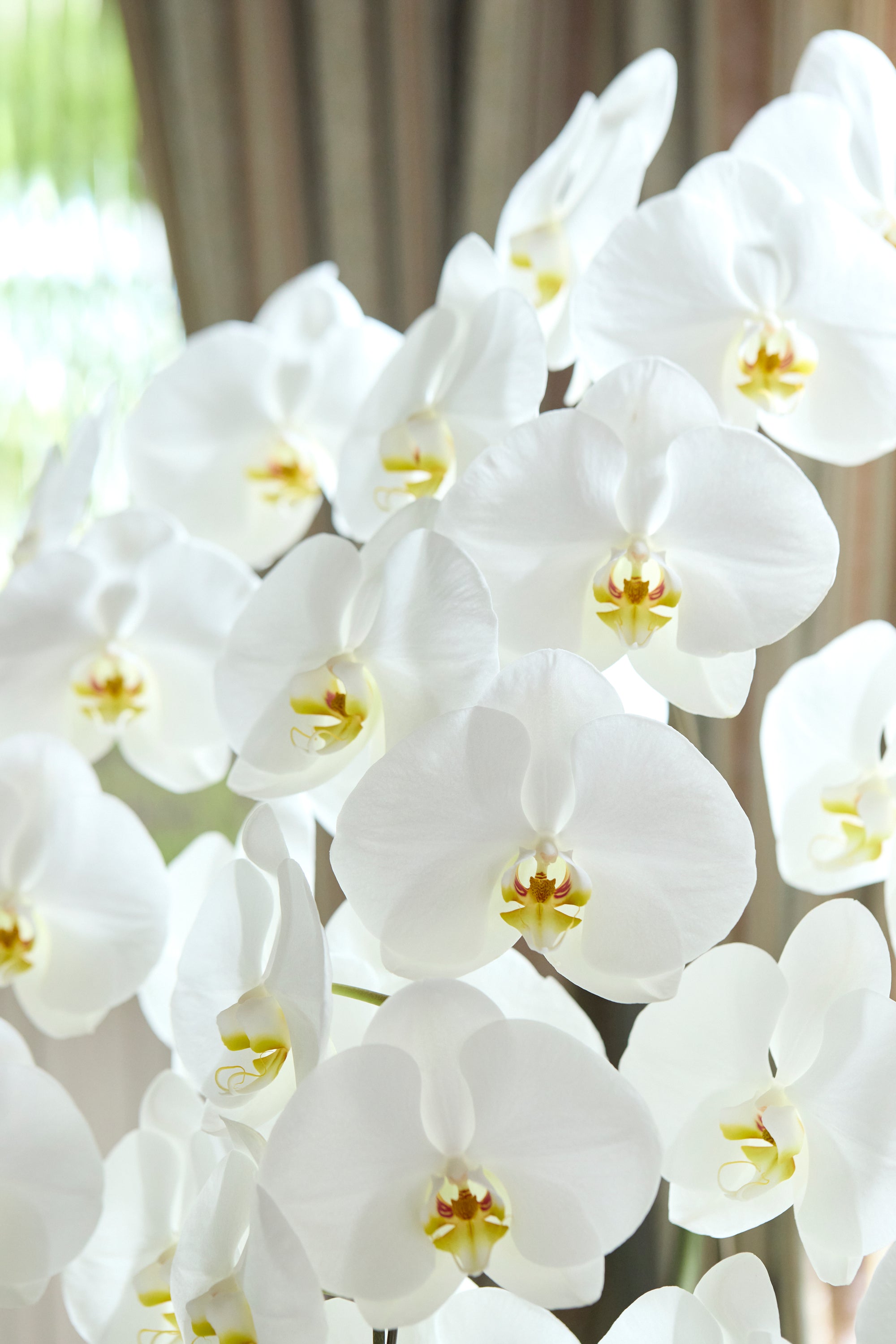 胡蝶蘭ホワイト5本立丨Timeless White《タイムレスホワイト》