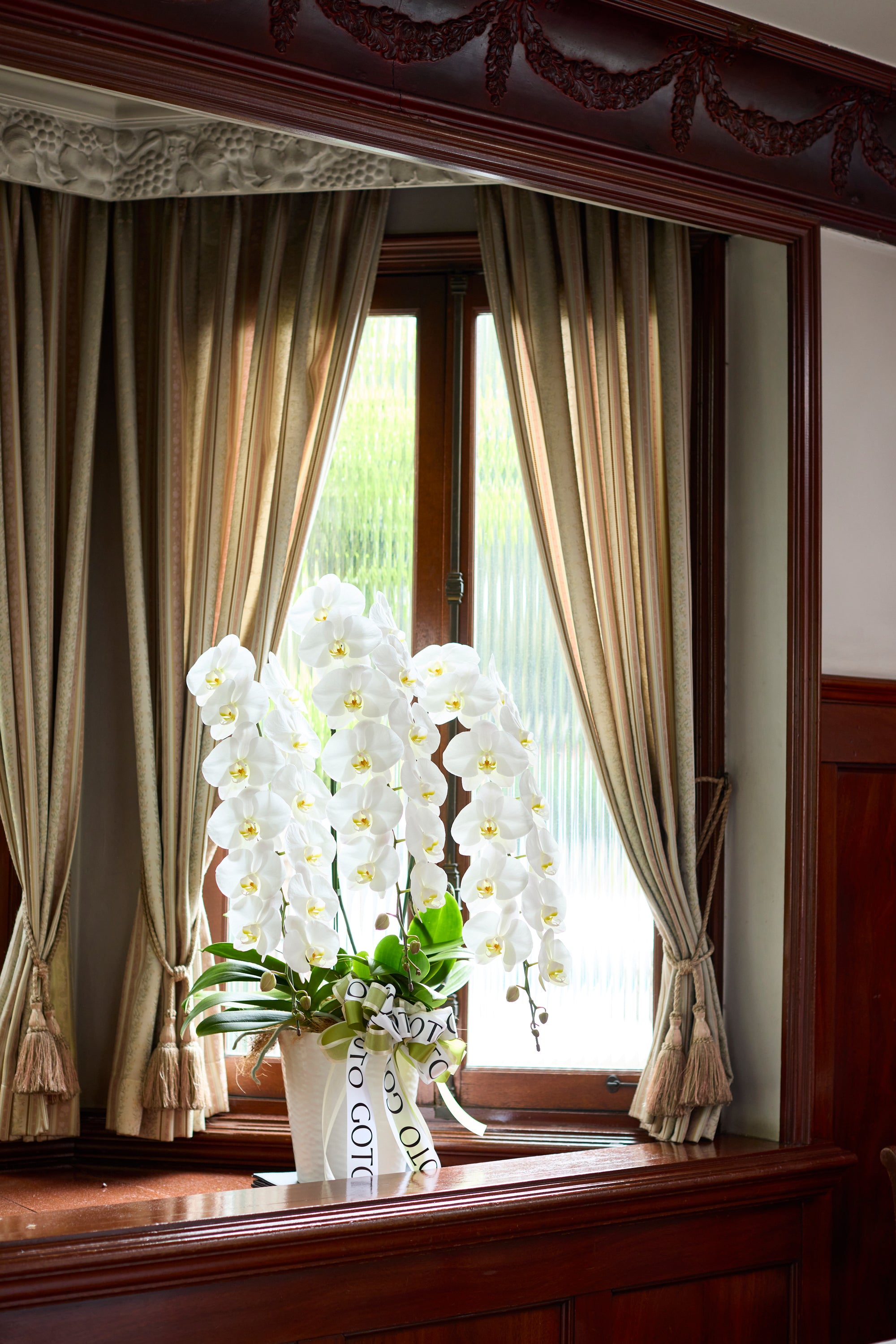 胡蝶蘭ホワイト3本立丨White Radiance《ホワイトラディアンス》