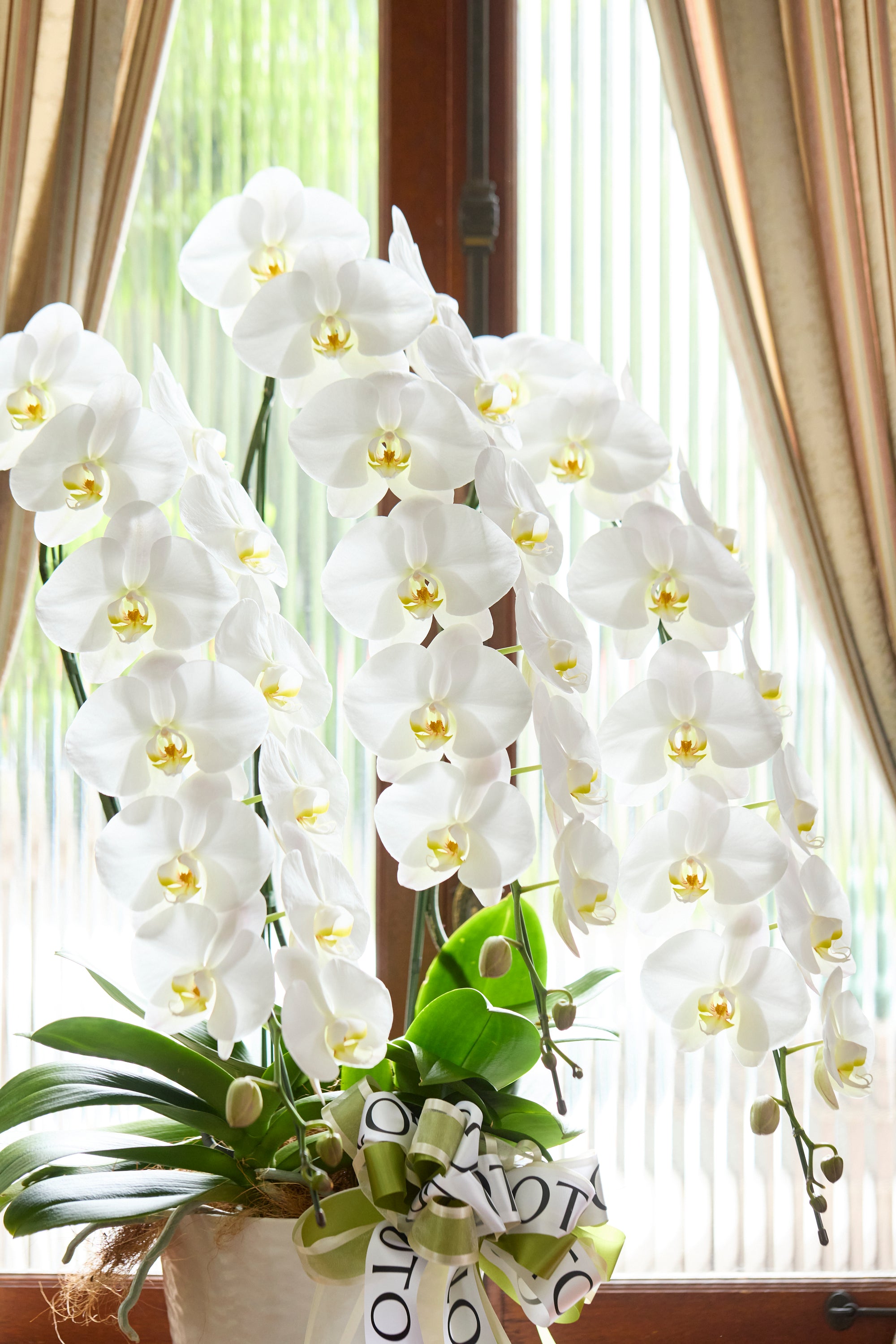 胡蝶蘭ホワイト3本立丨White Radiance《ホワイトラディアンス》