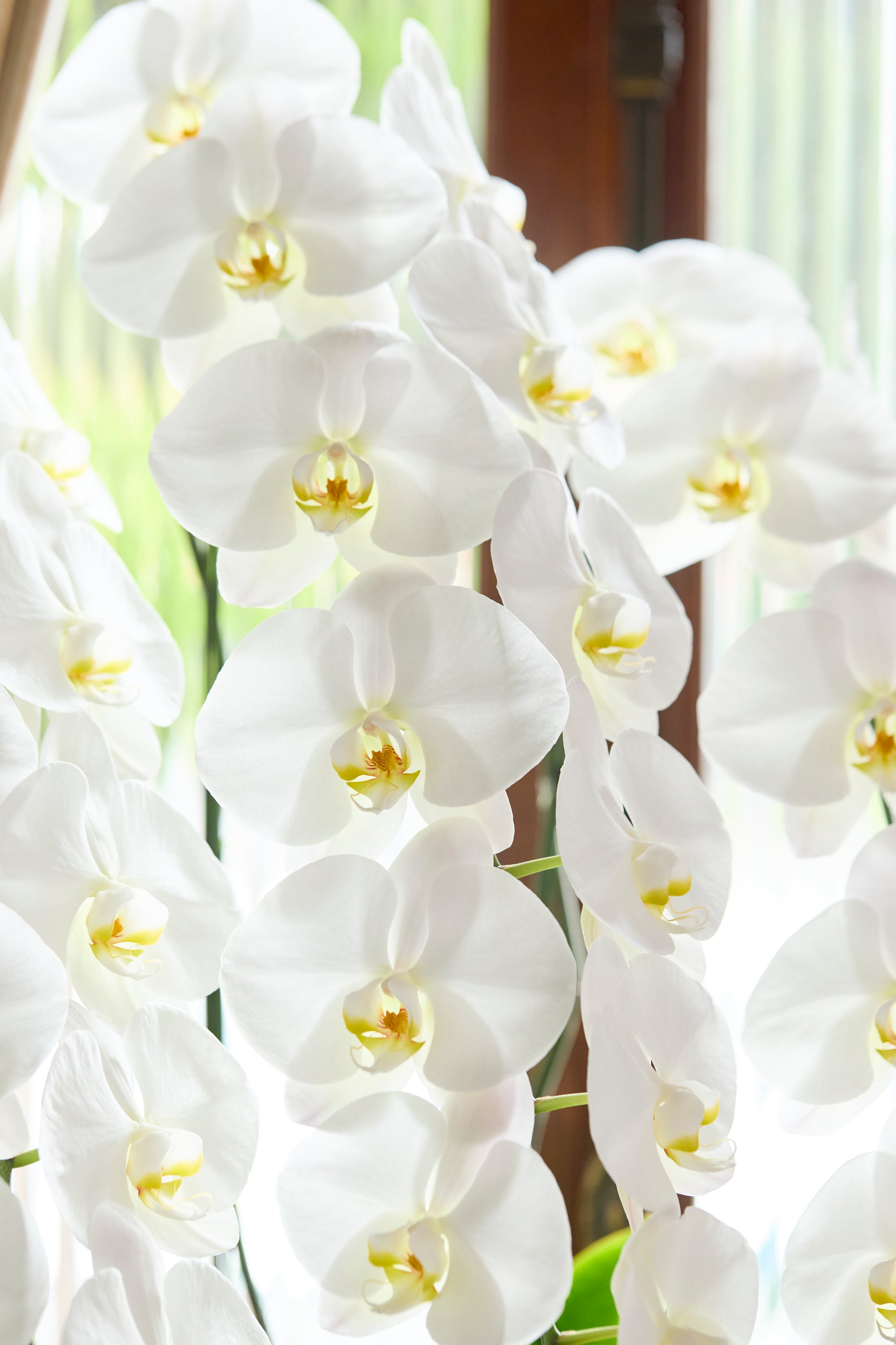 胡蝶蘭ホワイト3本立丨White Radiance《ホワイトラディアンス》