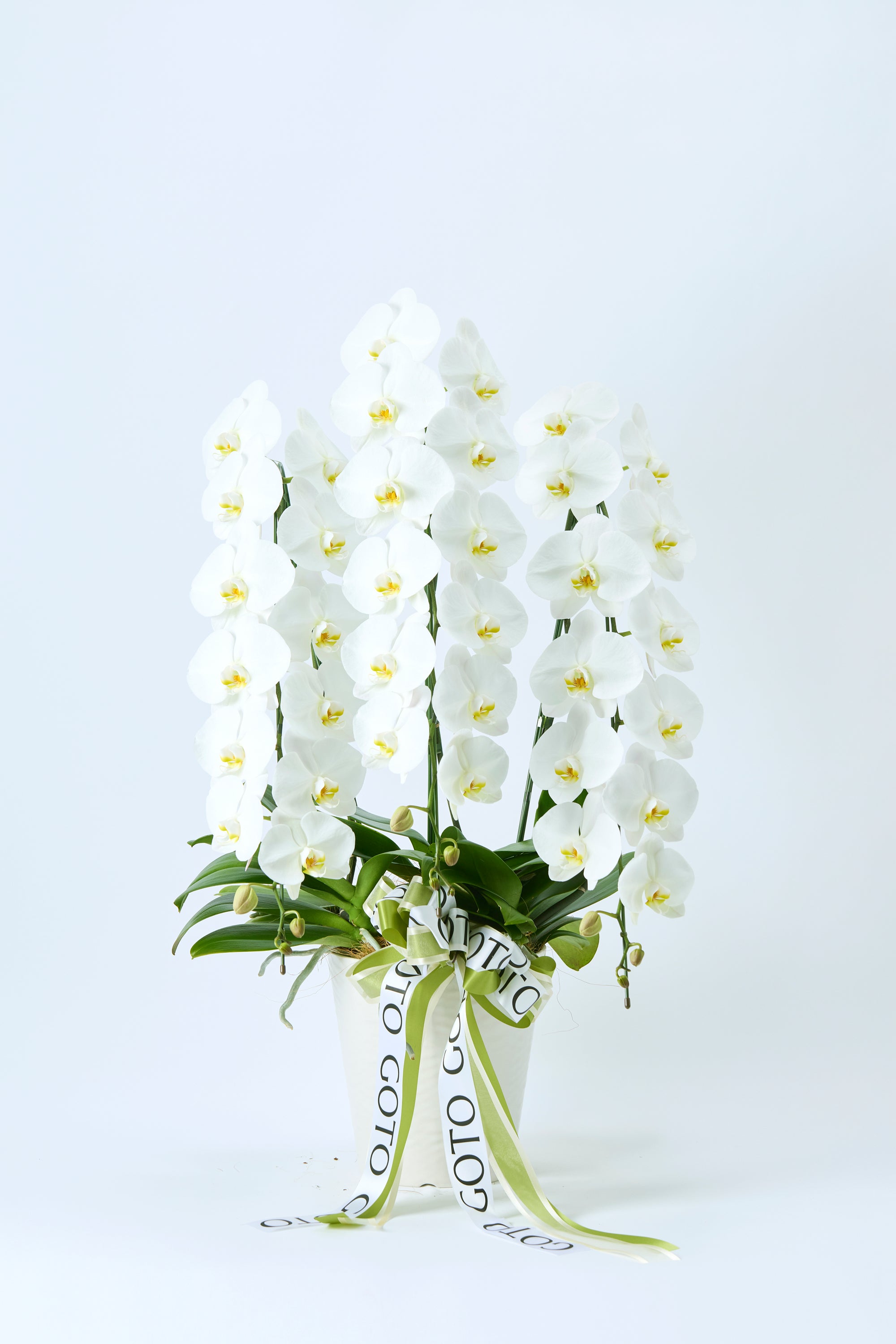 胡蝶蘭ホワイト3本立丨White Radiance《ホワイトラディアンス》