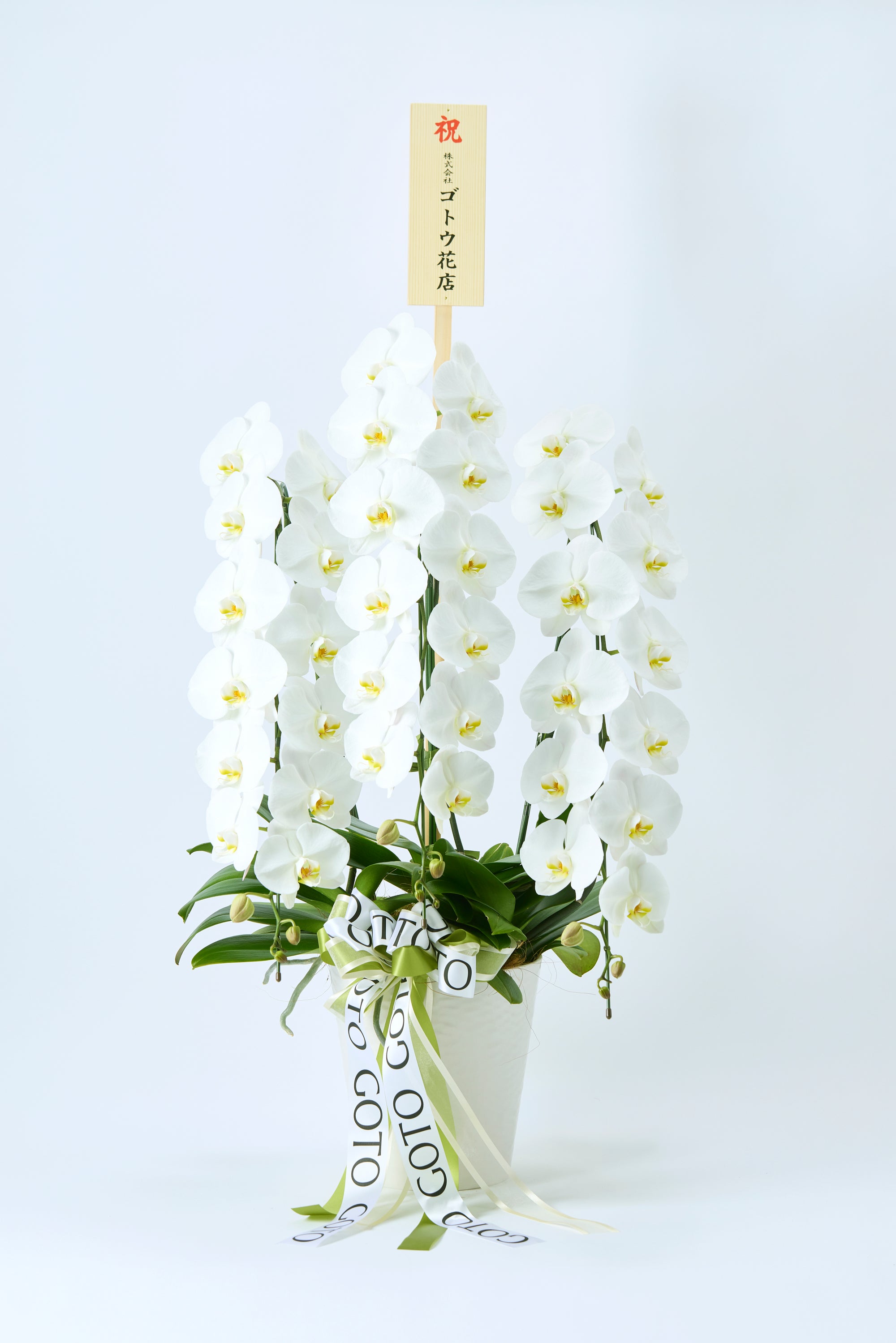 胡蝶蘭ホワイト3本立丨White Radiance《ホワイトラディアンス》