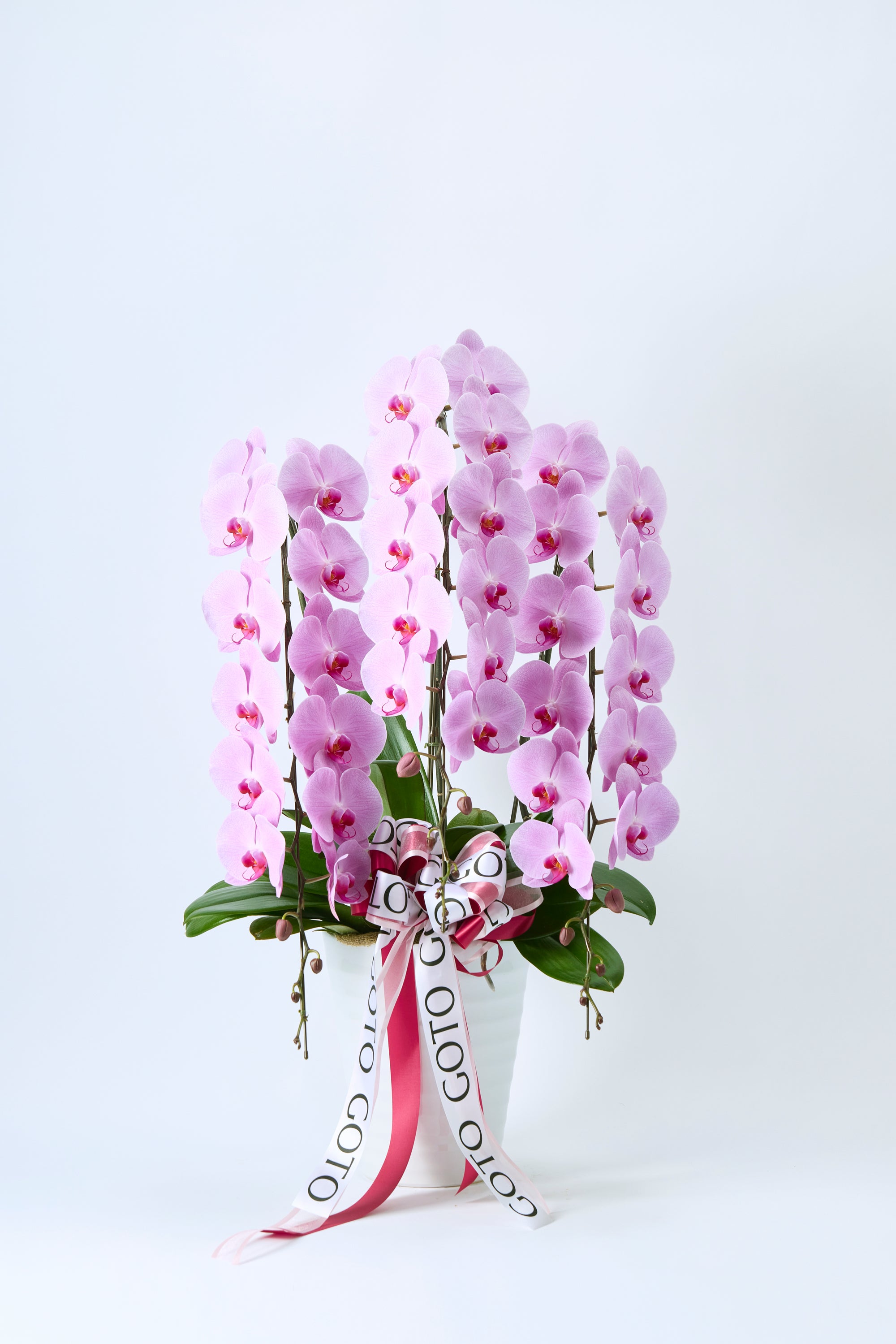 胡蝶蘭ピンク3本立丨Blushing Elegance《ブラッシングエレガンス》