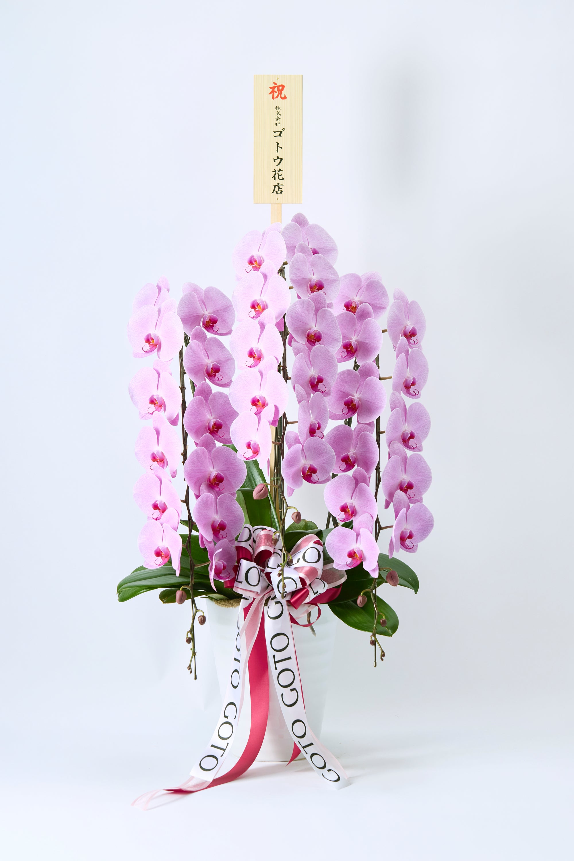 胡蝶蘭ピンク3本立丨Blushing Elegance《ブラッシングエレガンス》