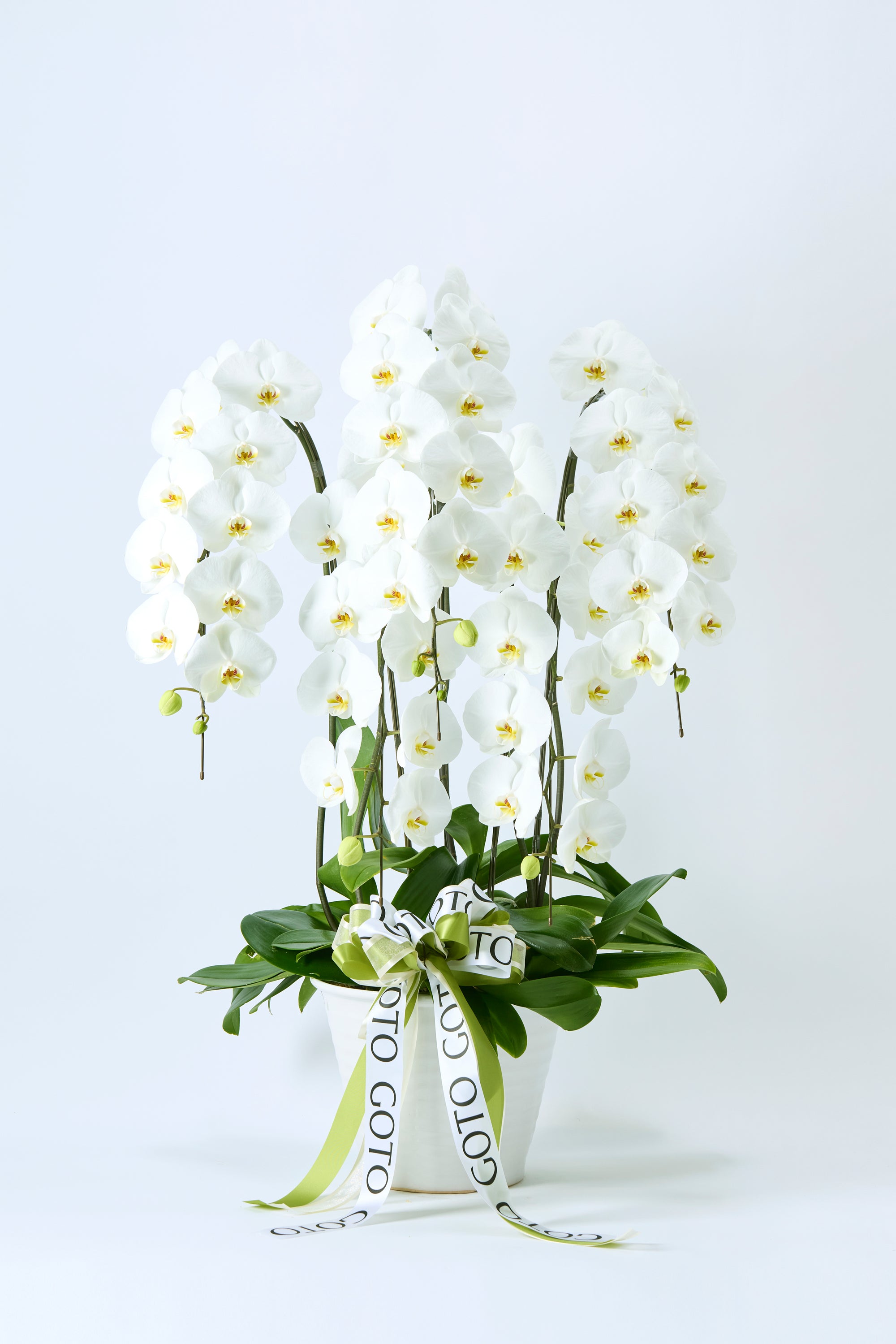 胡蝶蘭ホワイト5本立丨Timeless White《タイムレスホワイト》