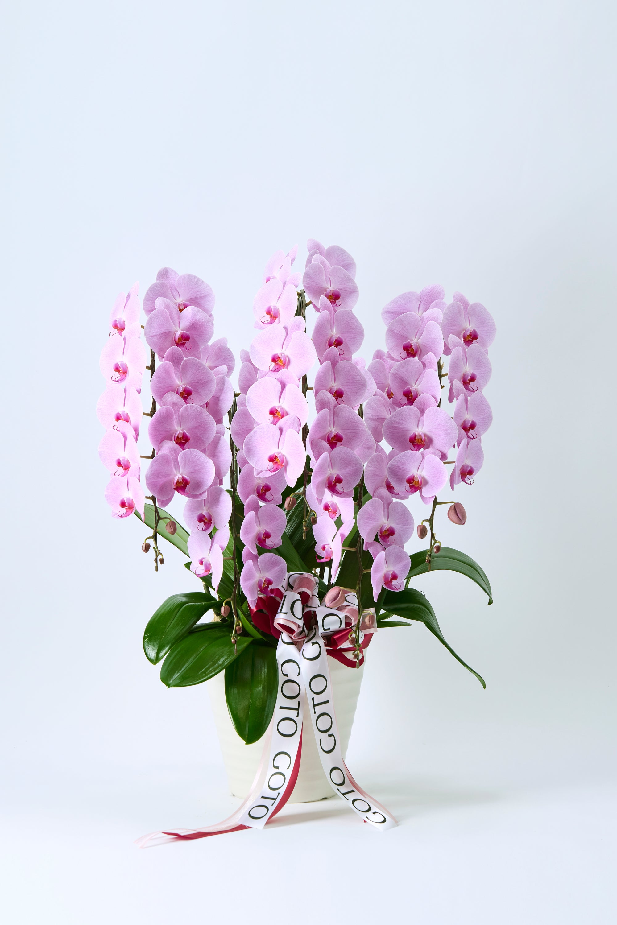 胡蝶蘭ピンク5本立丨Orchid Grace《オーキッドグレース》