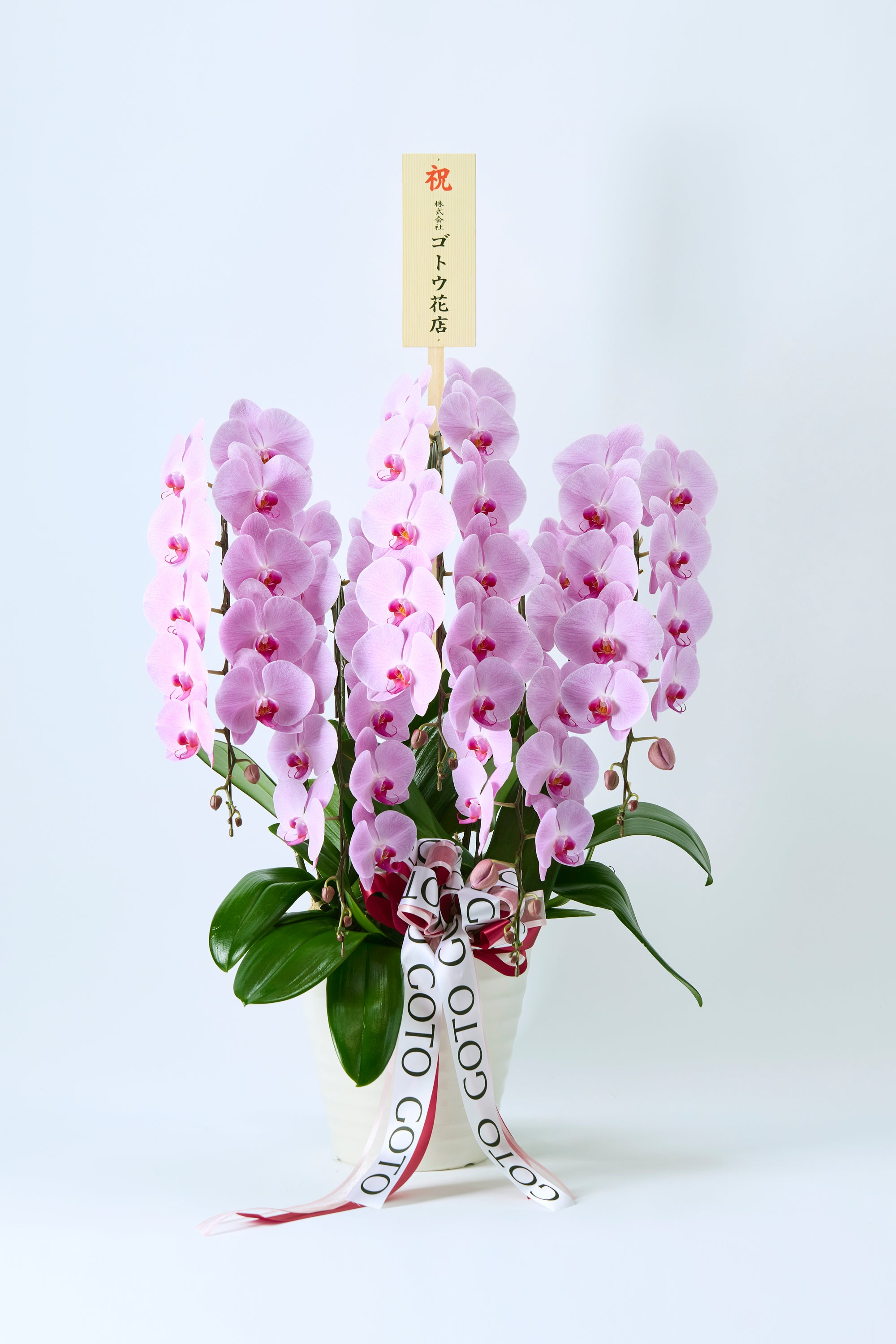 胡蝶蘭ピンク5本立丨Orchid Grace《オーキッドグレース》