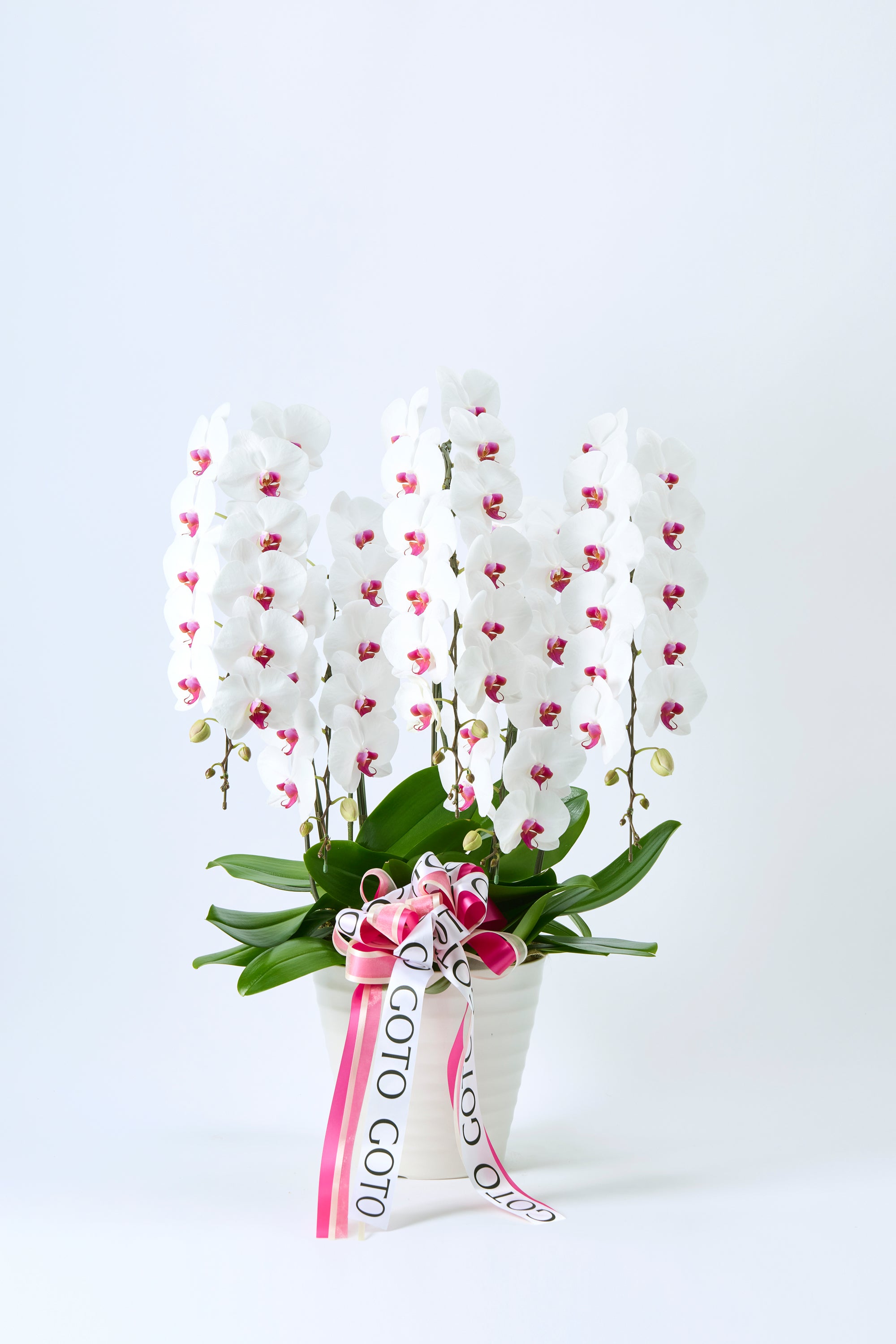 胡蝶蘭赤リップ5本立丨Elegance of Purity《エレガンスオブピュアリティ》