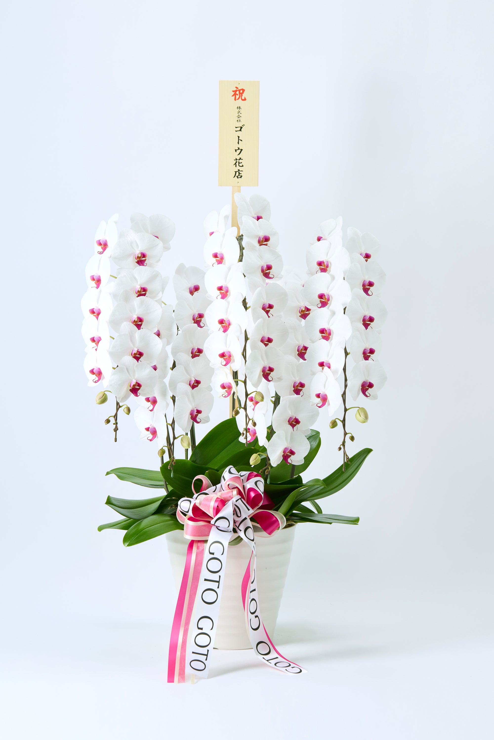 胡蝶蘭赤リップ5本立丨Elegance of Purity《エレガンスオブピュアリティ》