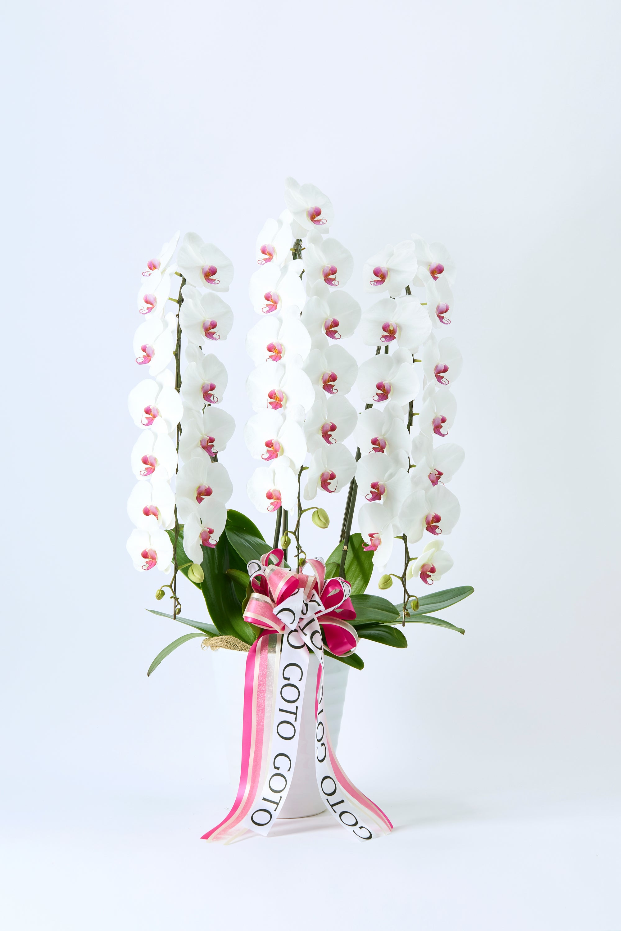 胡蝶蘭赤リップ3本立丨Pure Majesty《ピュアマジェスティ》