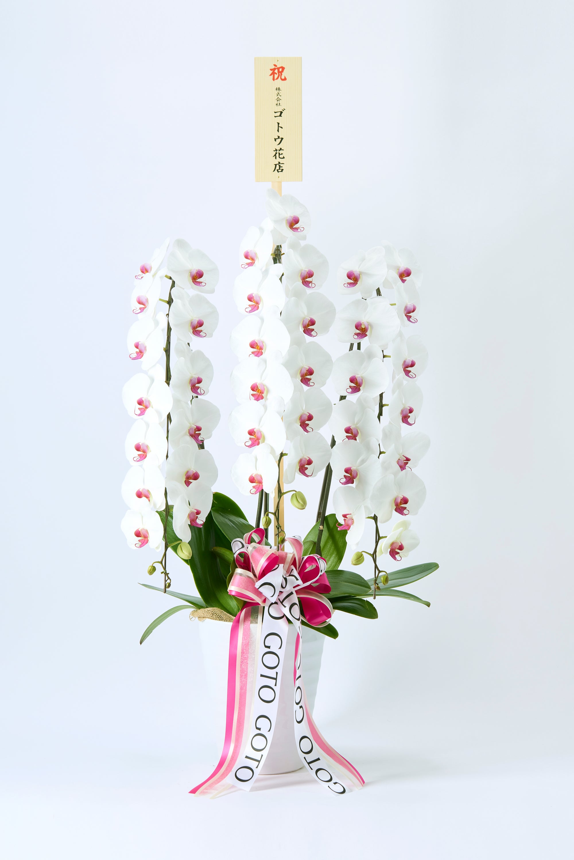 胡蝶蘭赤リップ3本立丨Pure Majesty《ピュアマジェスティ》