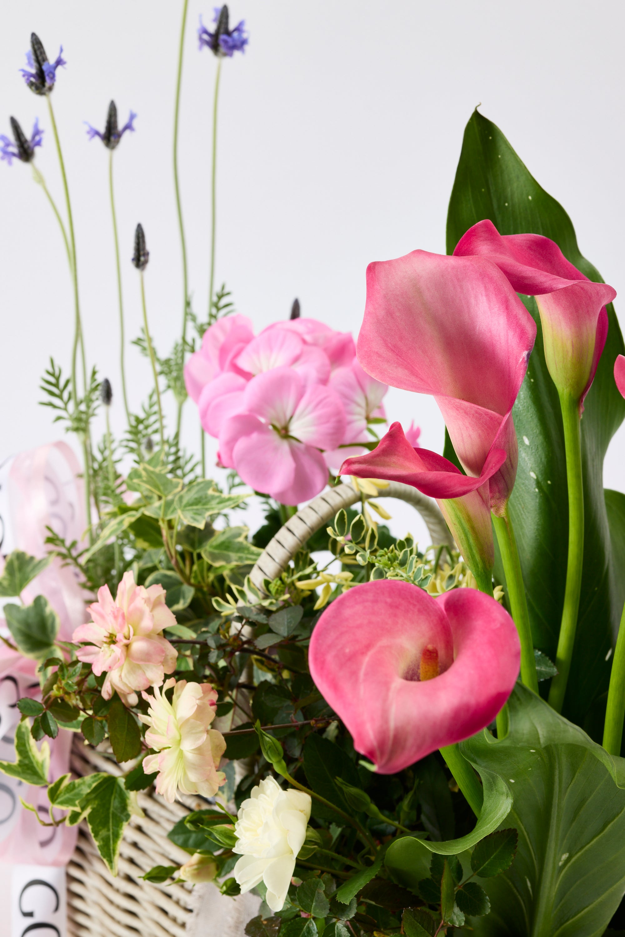 Soft Hug Garden《ソフトハグガーデン》