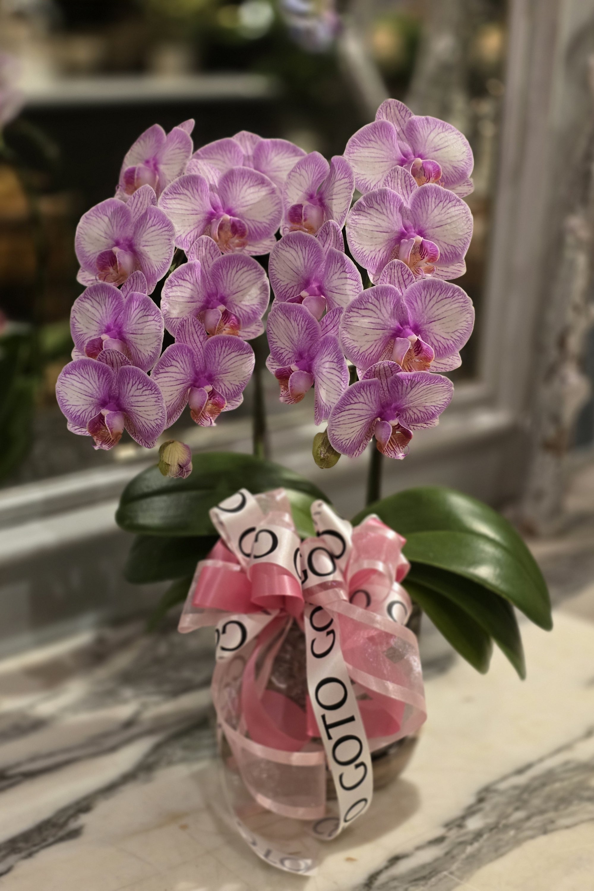 ミニ胡蝶蘭 2本立《ラブリーエフェクト》