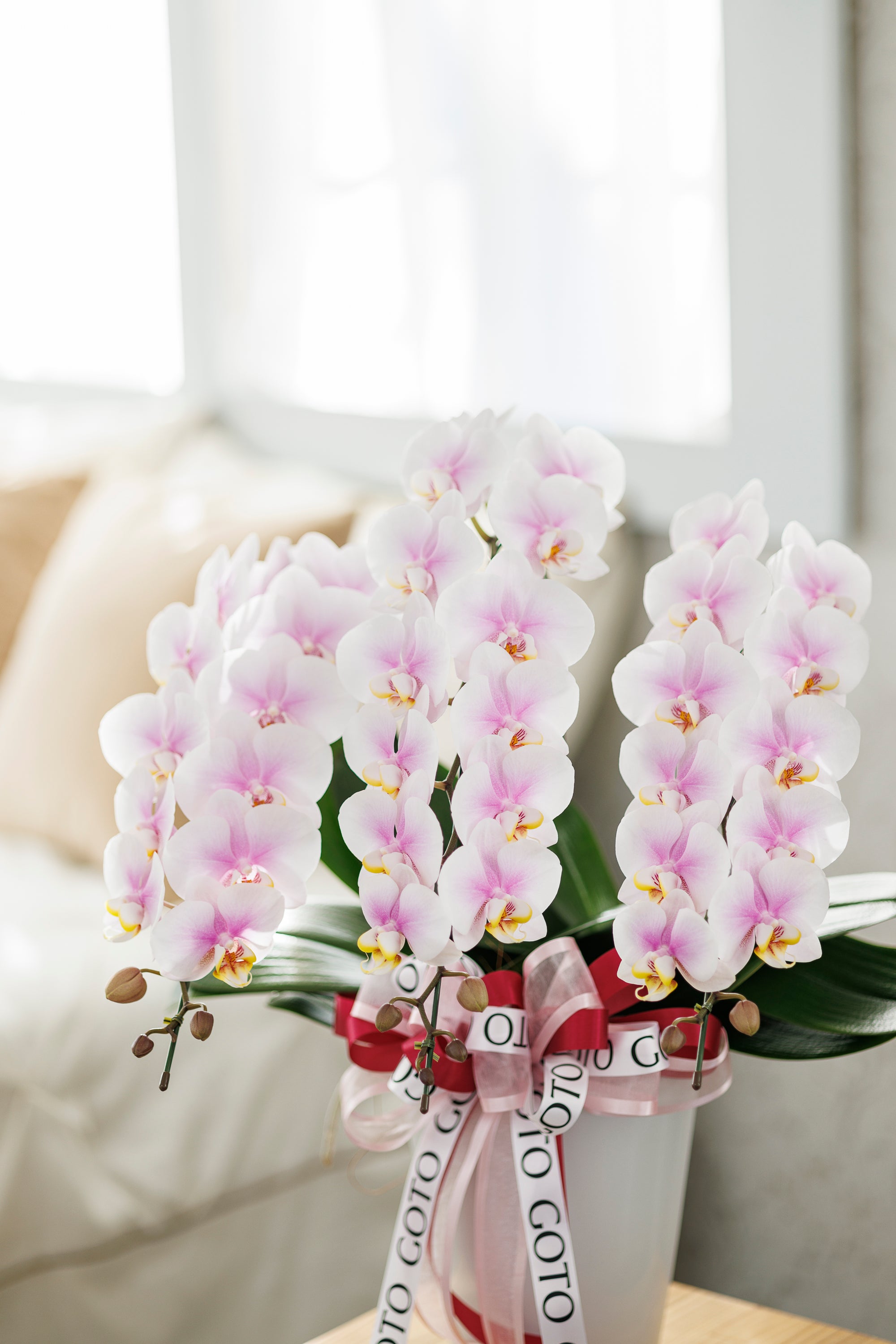 ミニ胡蝶蘭ピンク3本立丨Blushing Elegance - Small《ブラッシングエレガンス・スモール》
