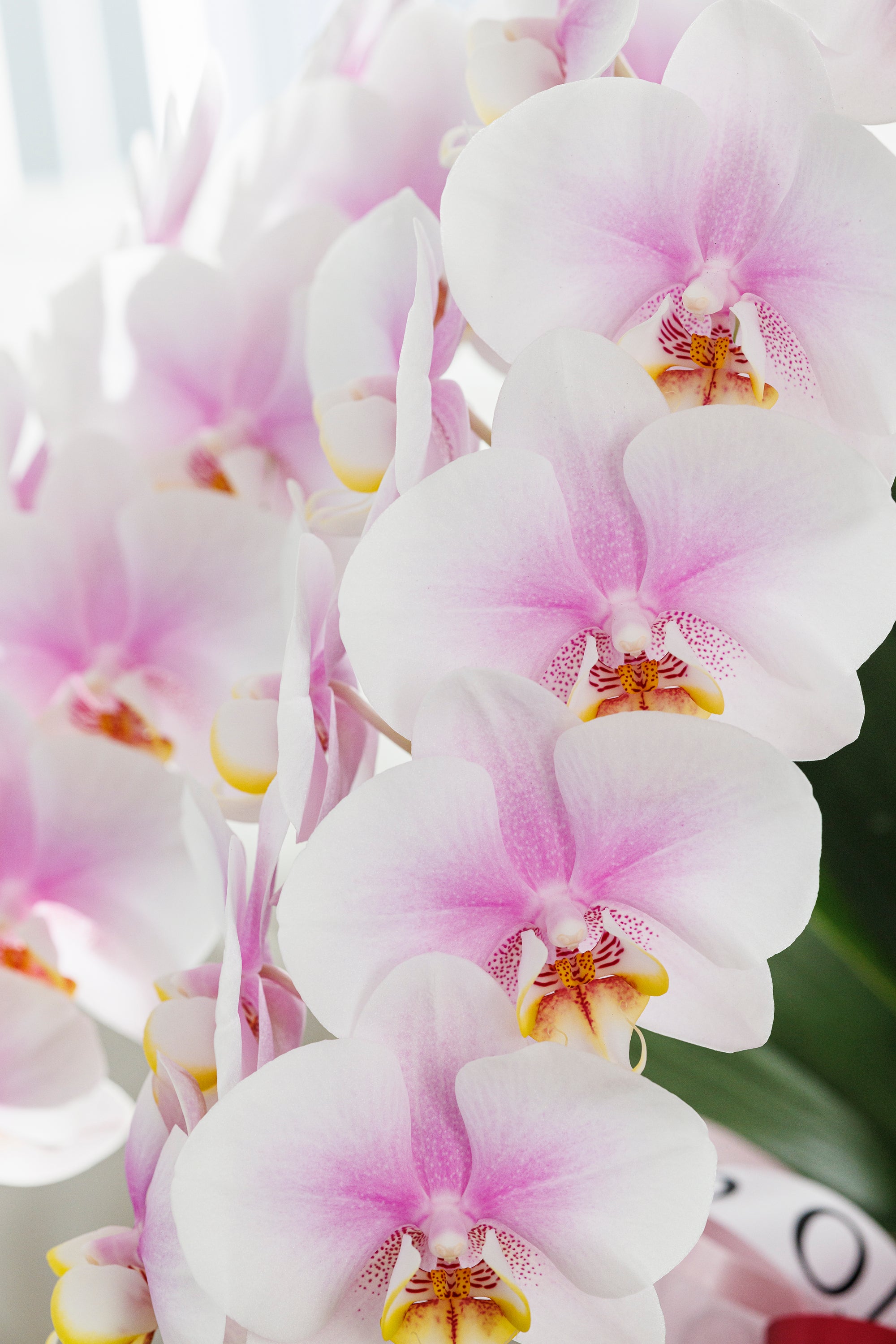 ミニ胡蝶蘭ピンク3本立丨Blushing Elegance - Small《ブラッシングエレガンス・スモール》