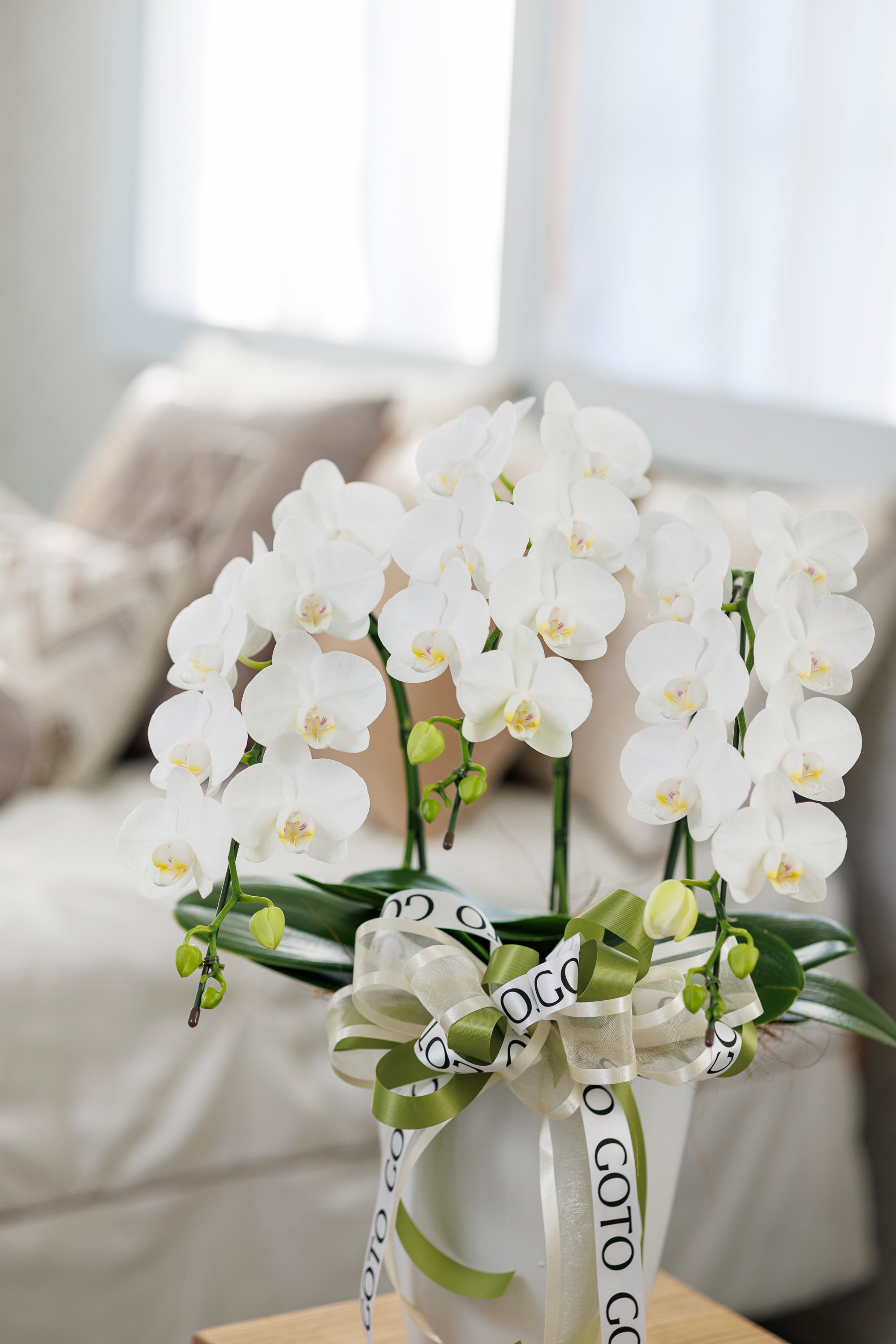 ミニ胡蝶蘭ホワイト3本立丨White Radiance - Small《ホワイトラディアンス・スモール》