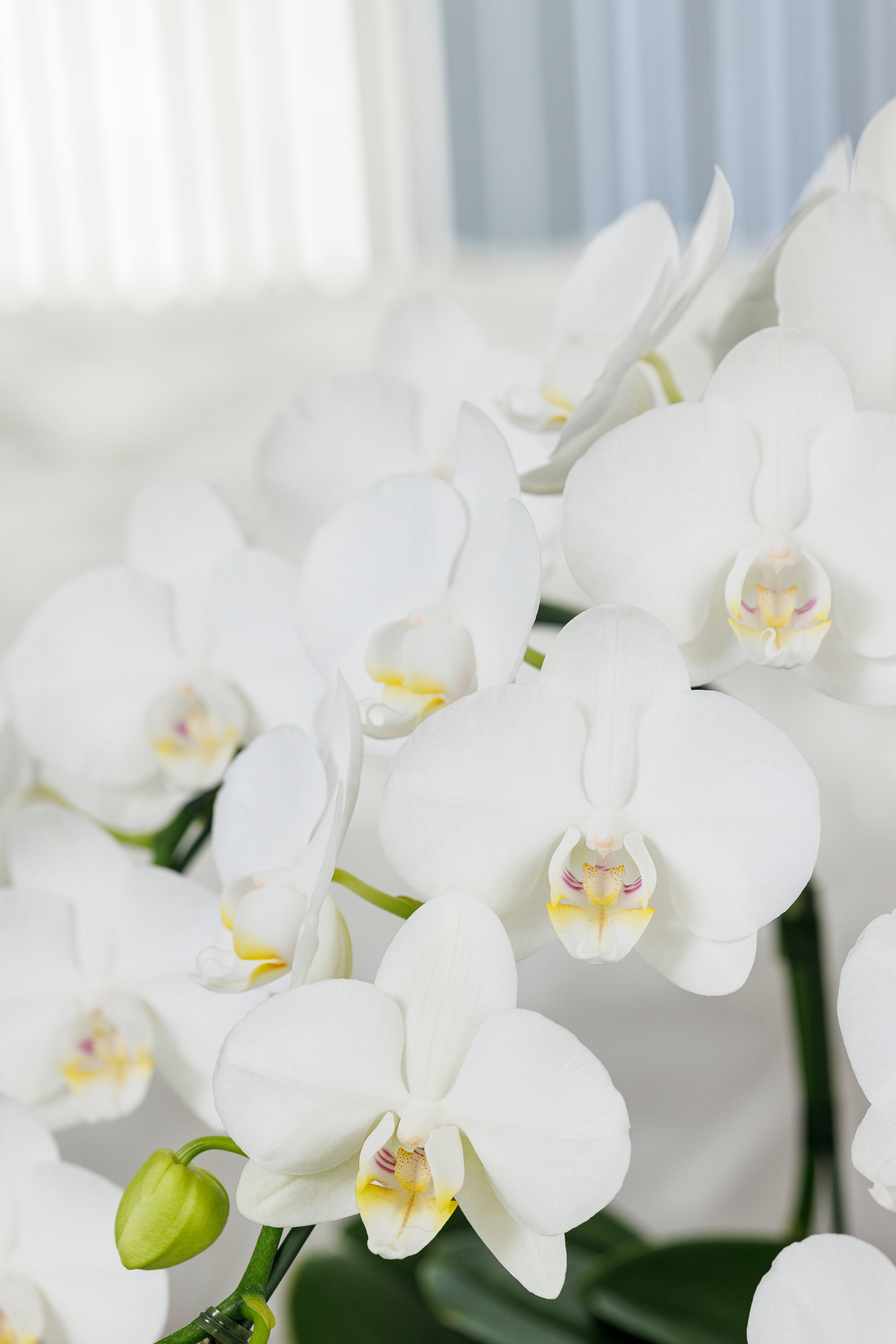 ミニ胡蝶蘭ホワイト3本立丨White Radiance - Small《ホワイトラディアンス・スモール》